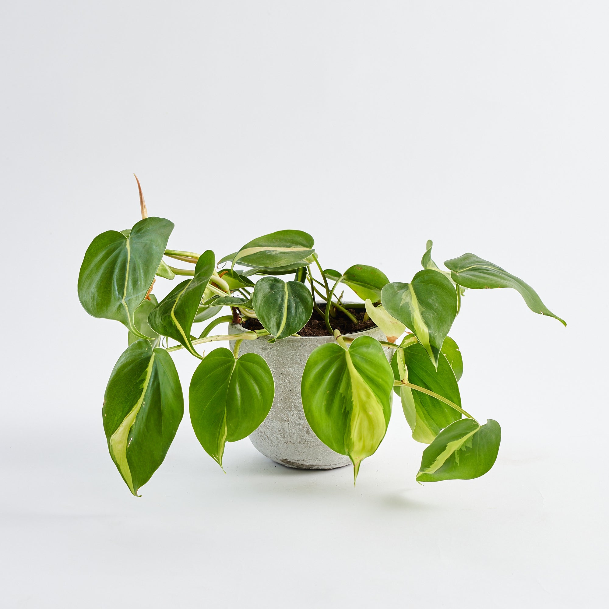 pothos plant order online delivery in London and UK