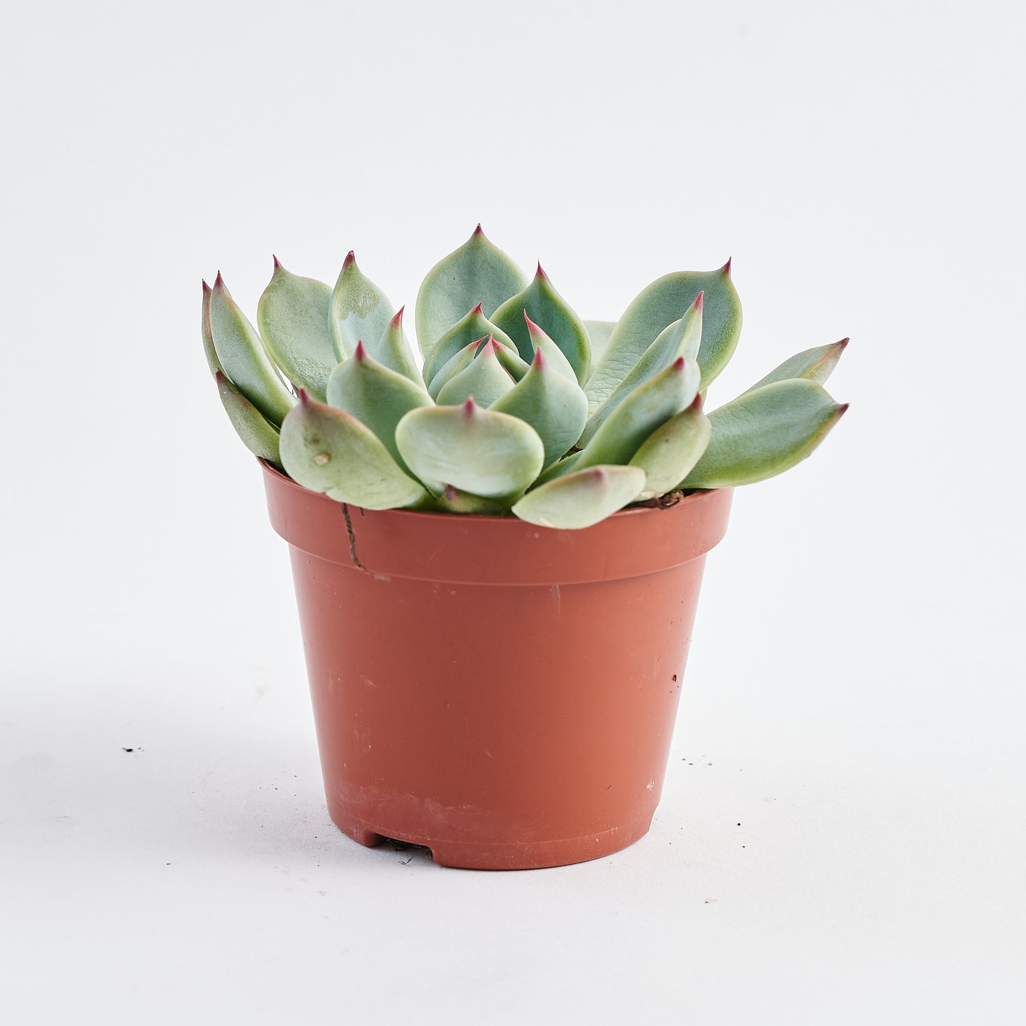 Echeveria Succulent