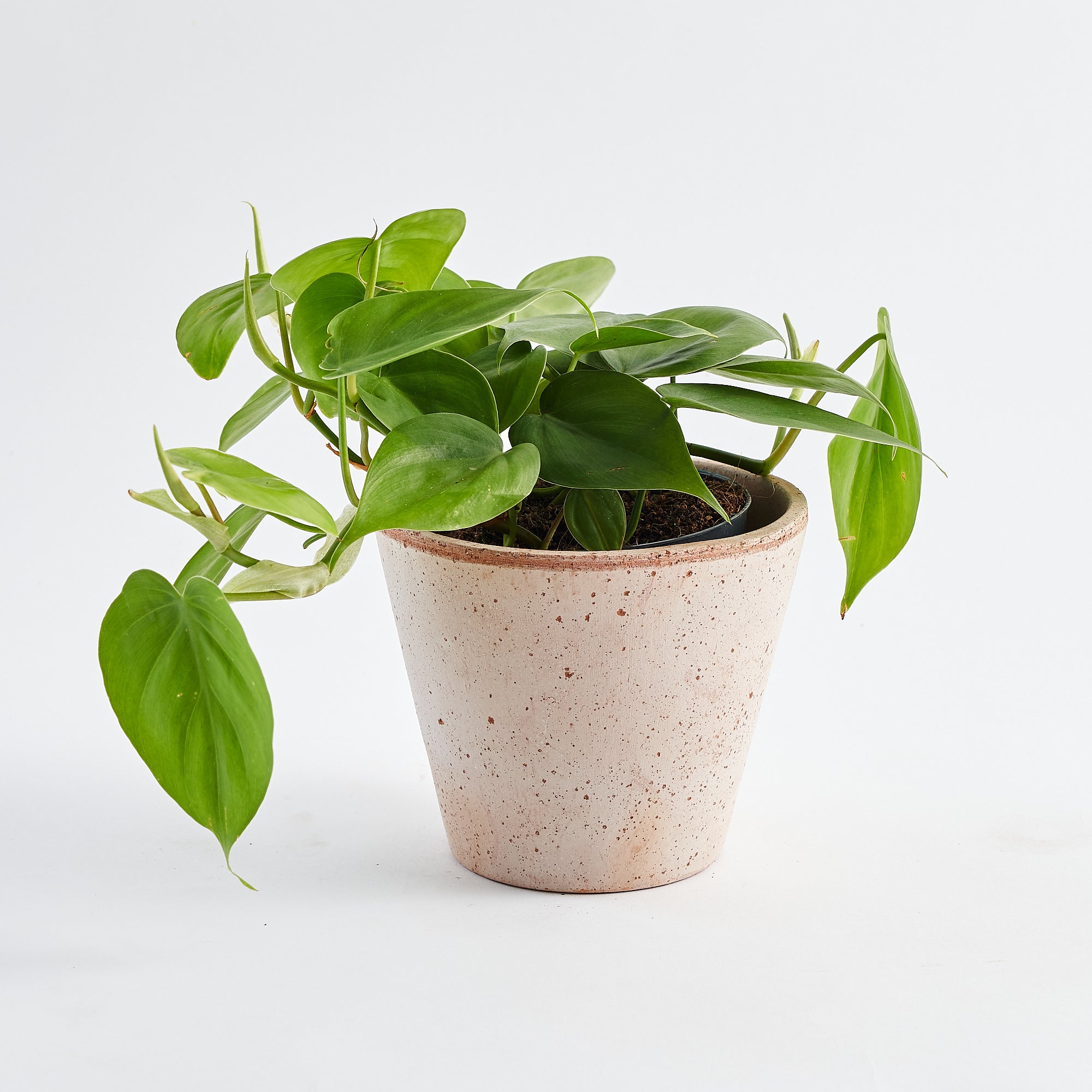 pothos plant order online delivery in London and UK