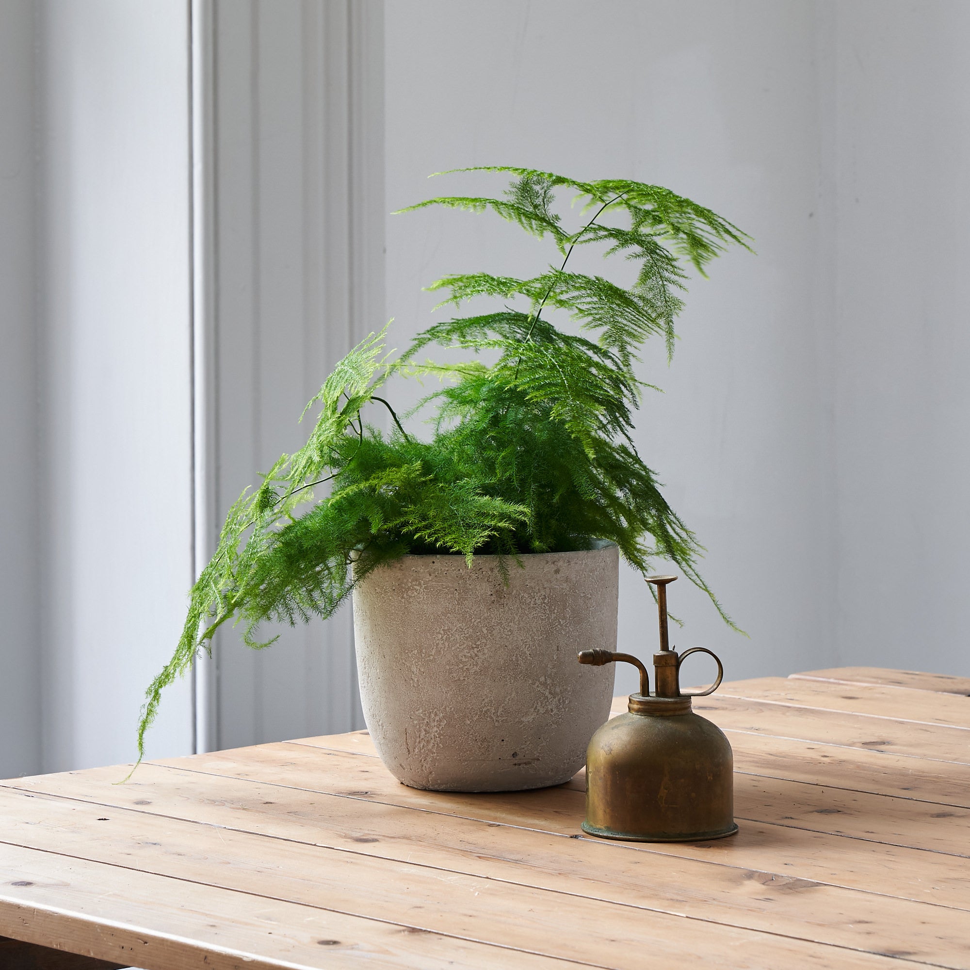 Asparagus Fern