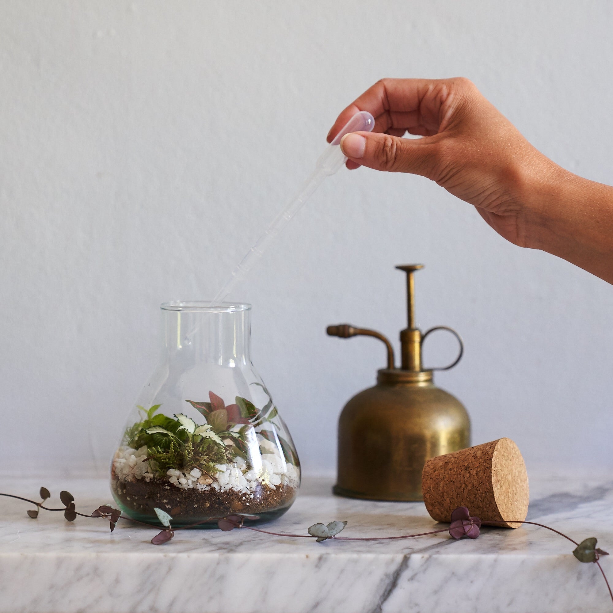 DIY terrarium kit