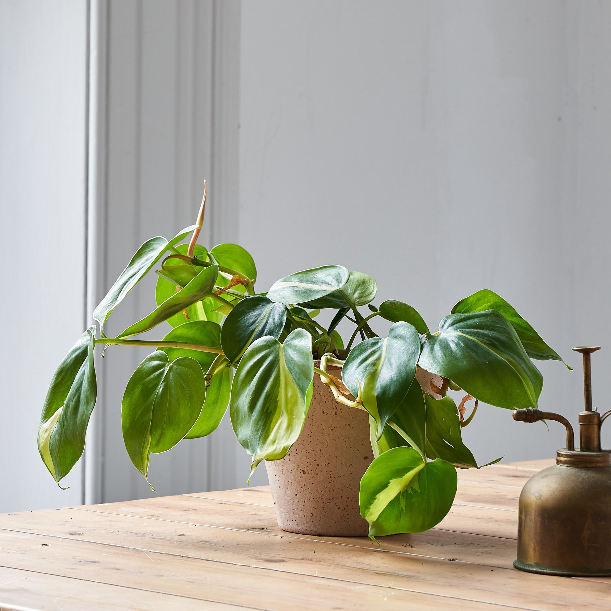 pothos plant order online delivery in London and UK