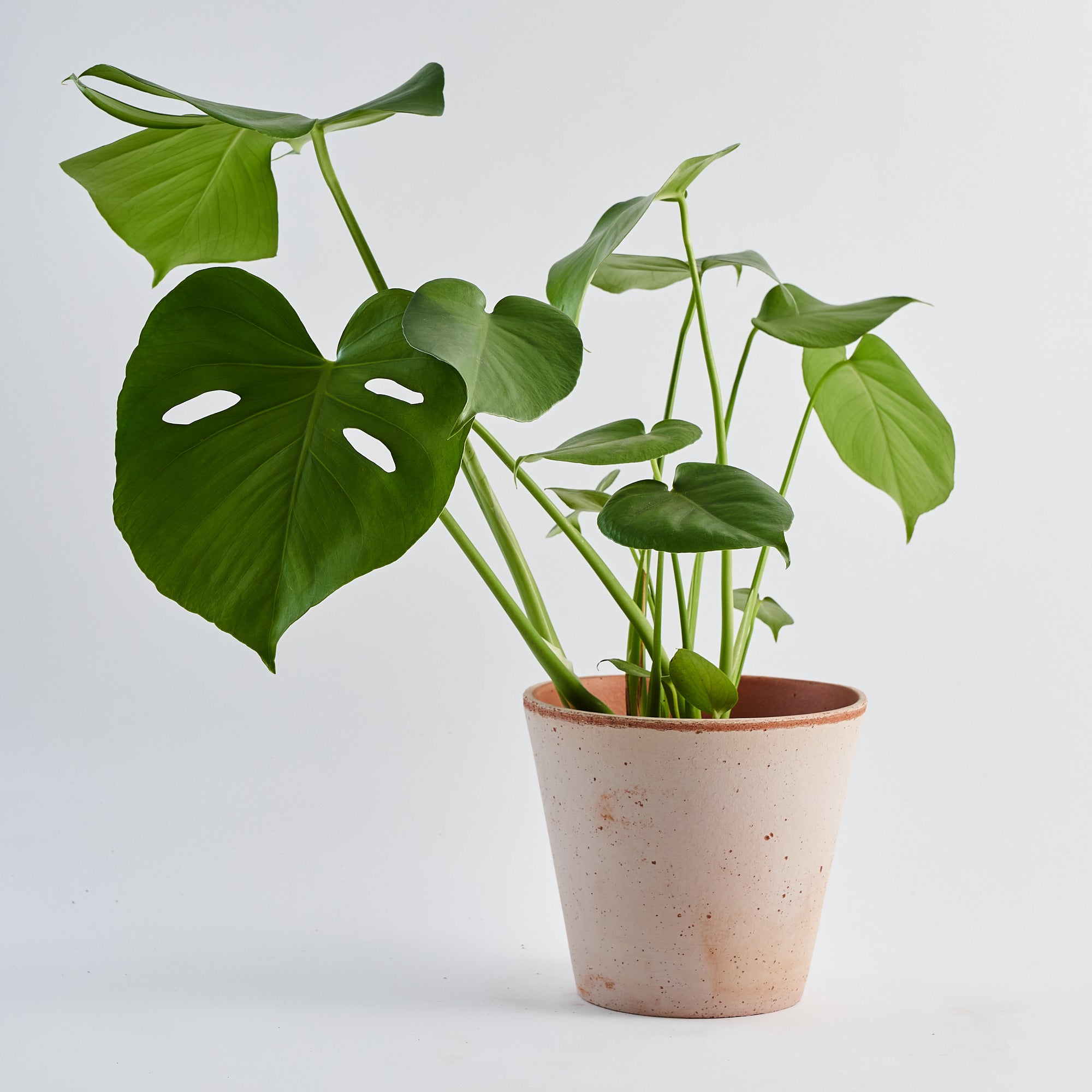 Cheese Plant (Monstera Deliciosa) - Medium