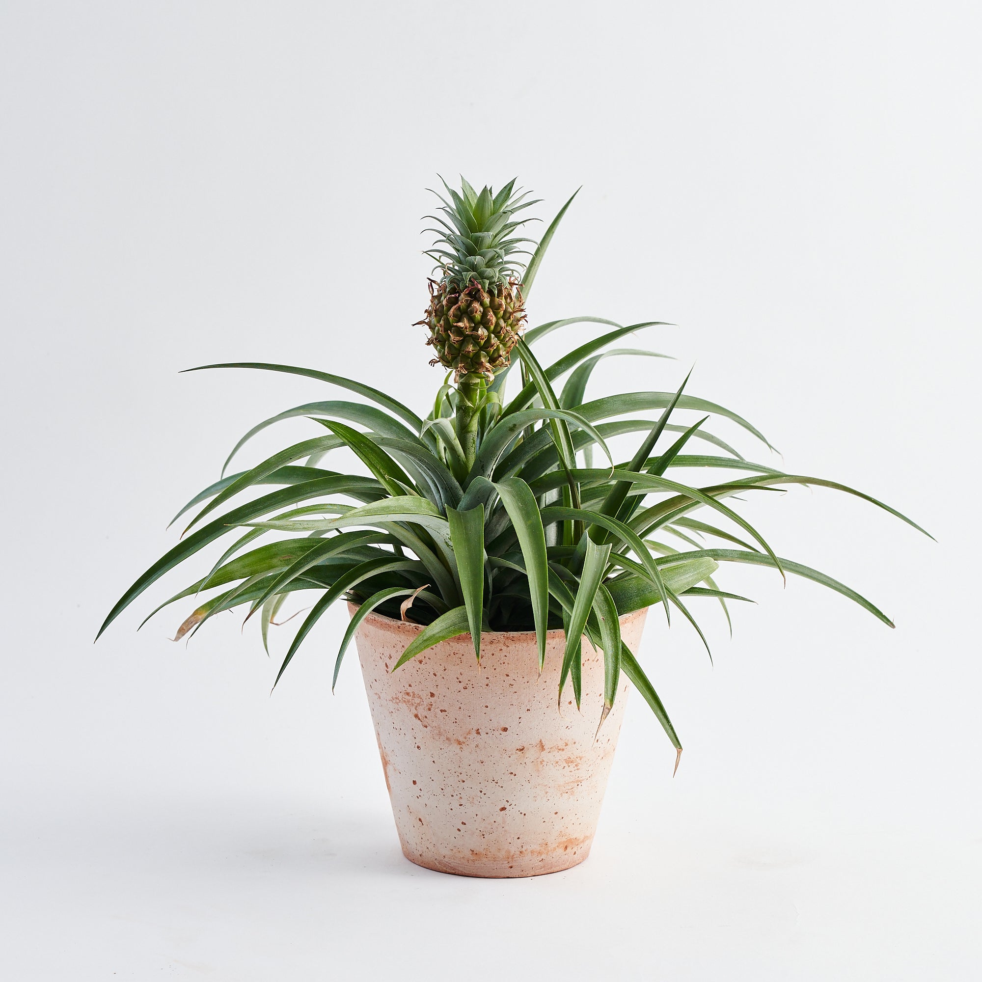 Ornamental Pineapple plant