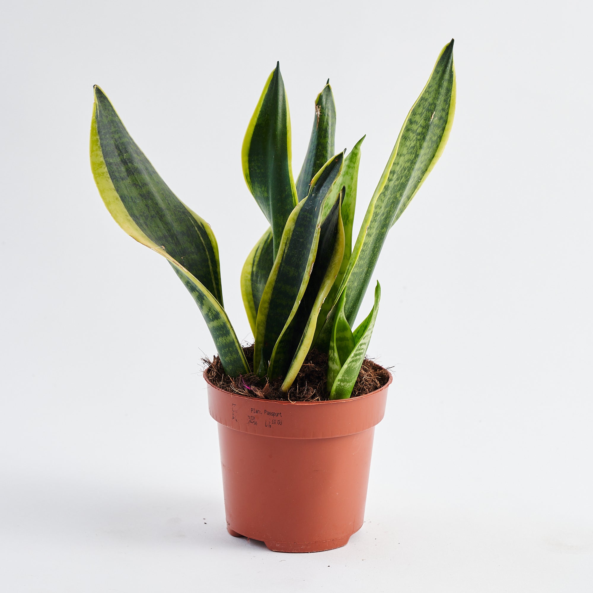 order snake plant online at Botanique Workshop London