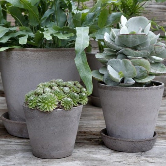 bergs potter Grey Julie pots and saucers