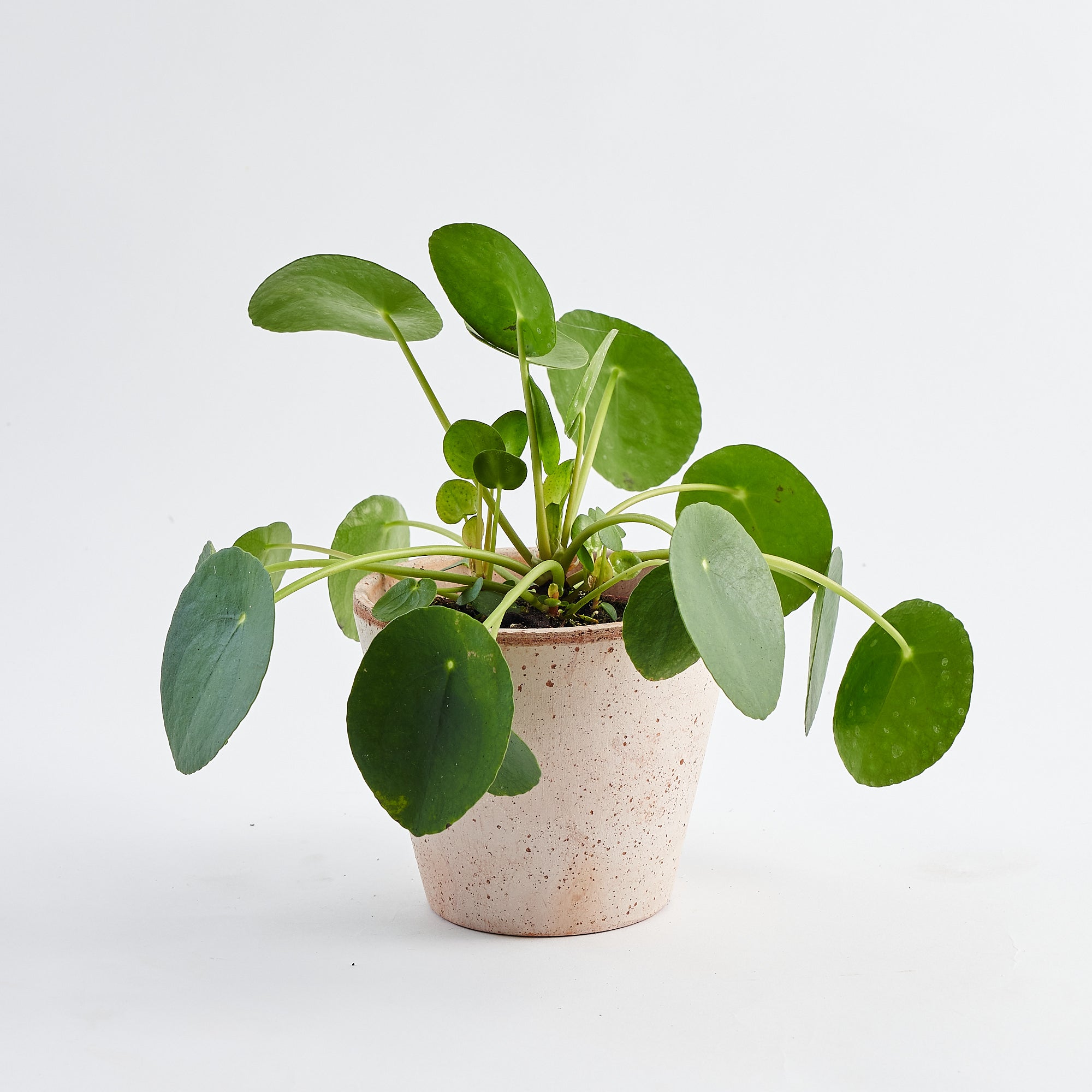 Pilea Peperomioides