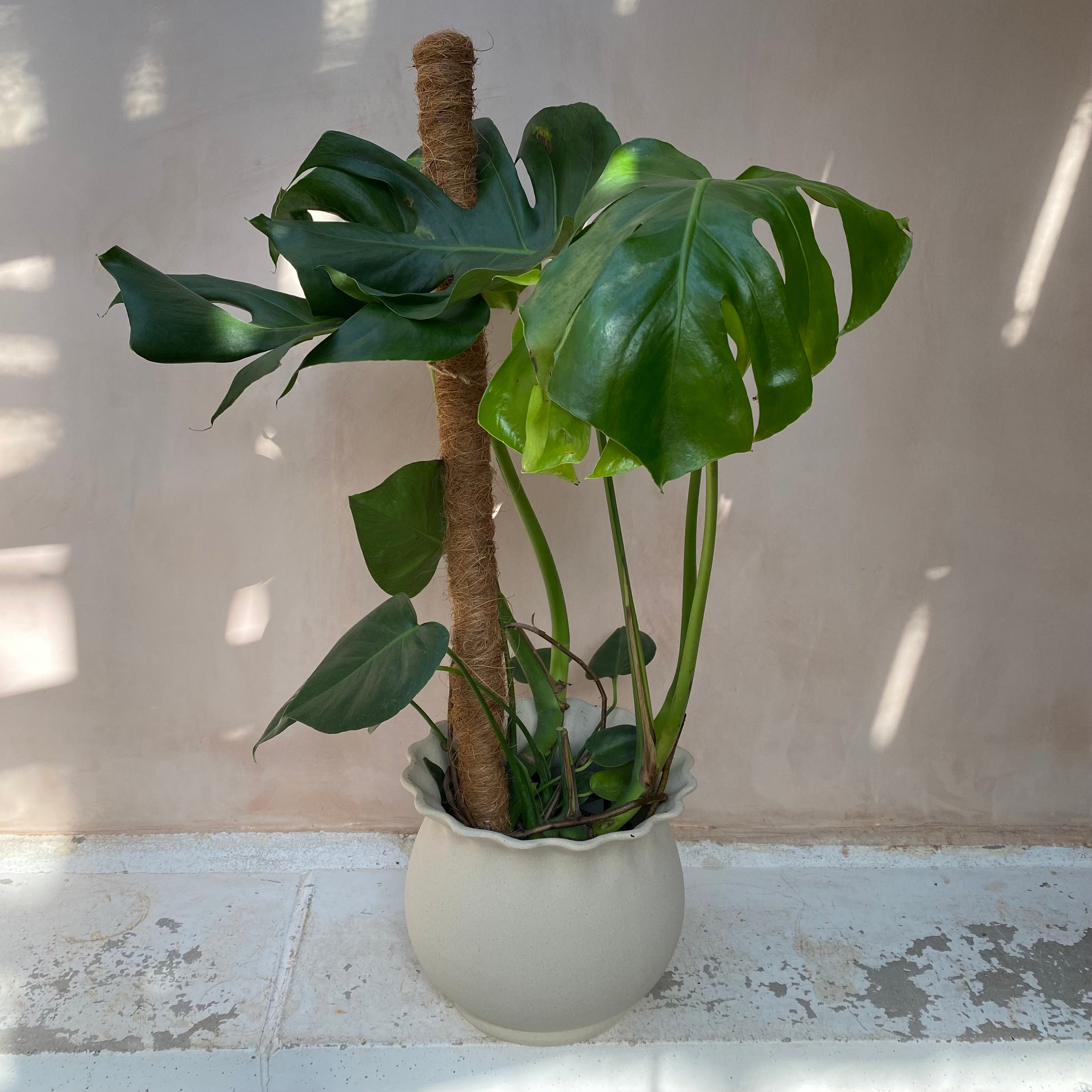 coir stick to support growing houseplants