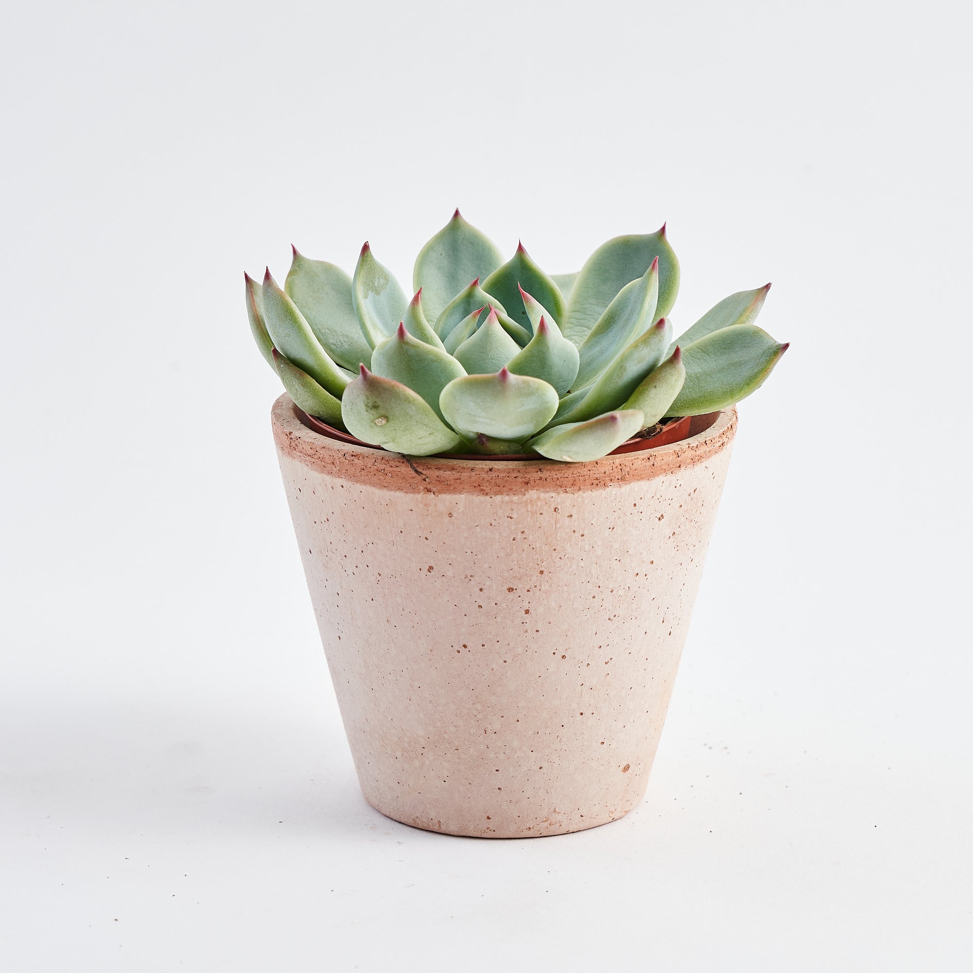 succulent e Echeveria Succulent
