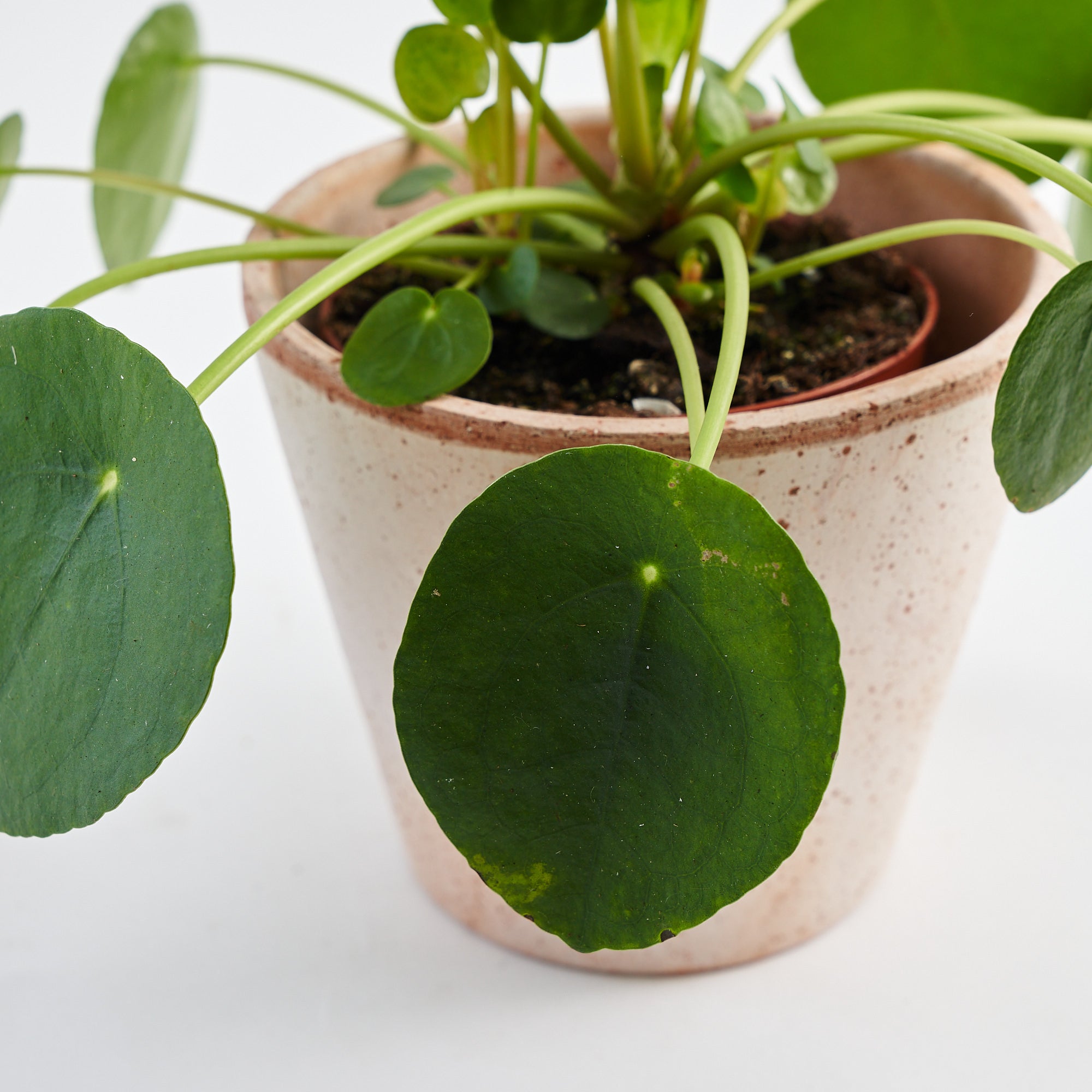 Pilea Peperomioides