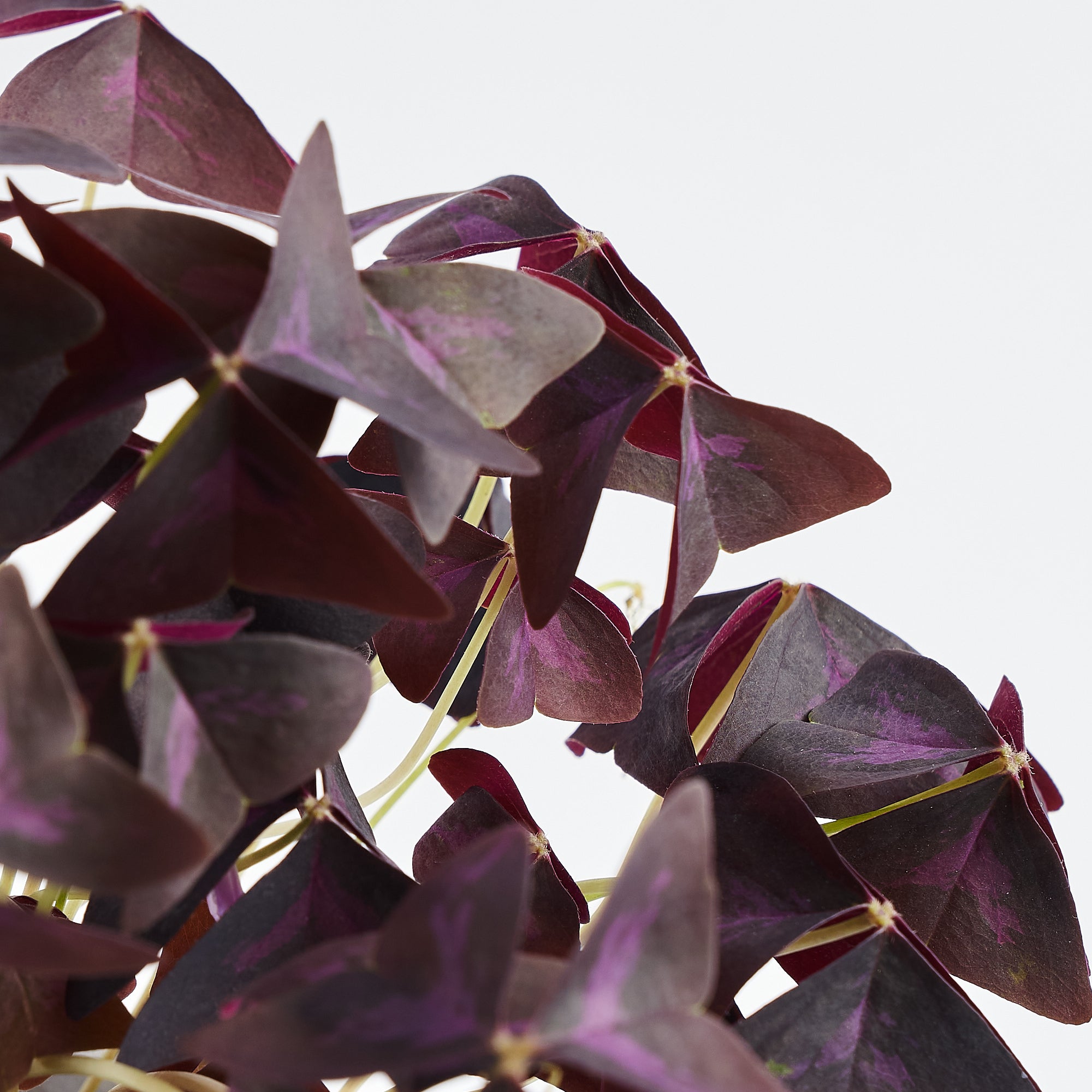 Oxalis plant in terracotta pot to order online