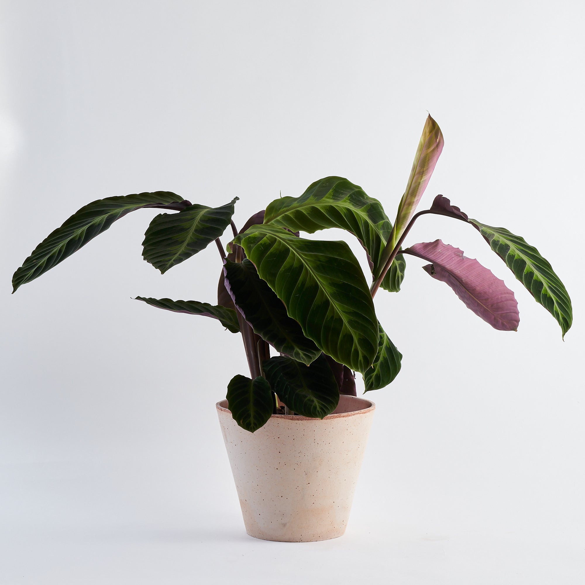 Calathea Jungle Velvet (Warcewiczii)