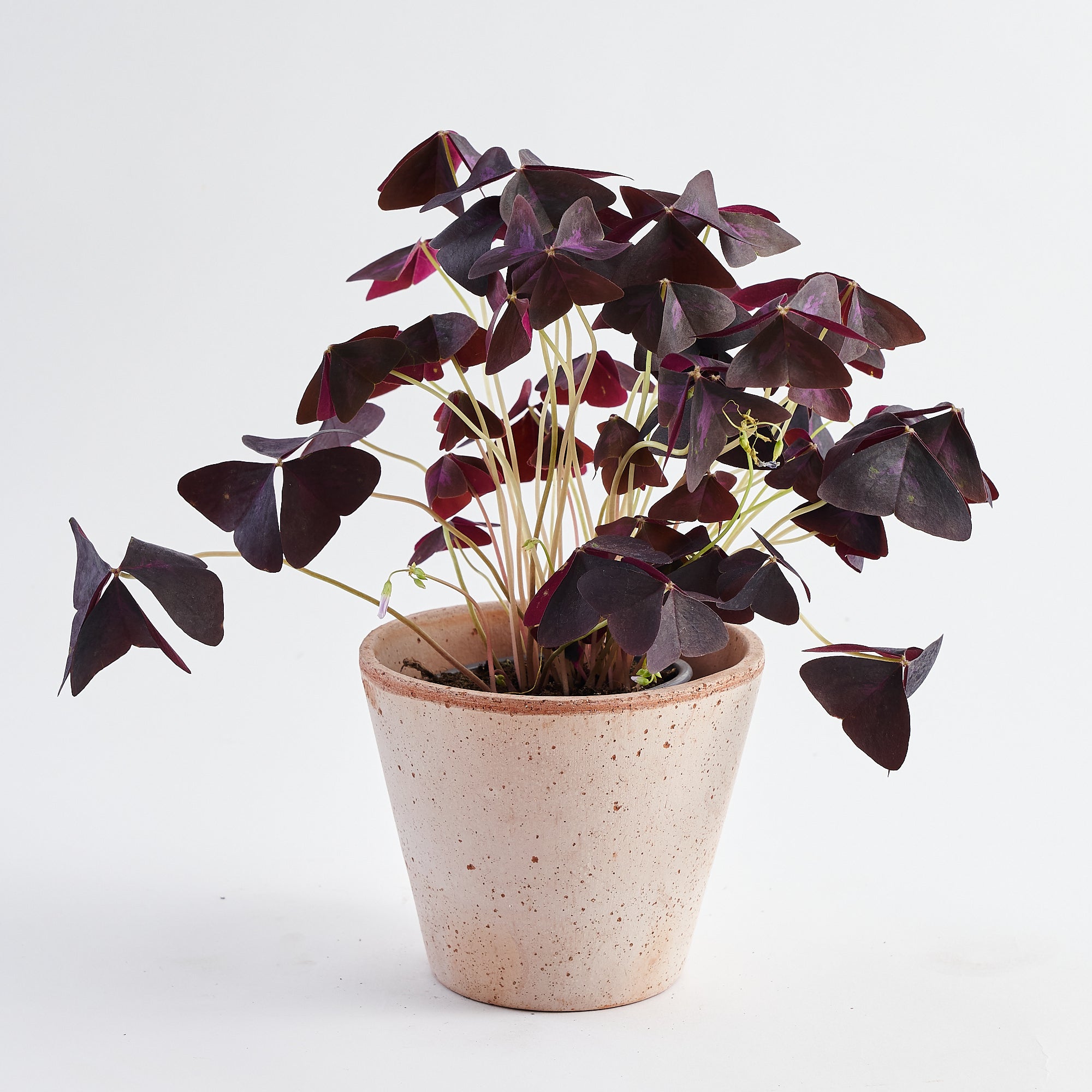 Oxalis plant in terracotta pot to order online 