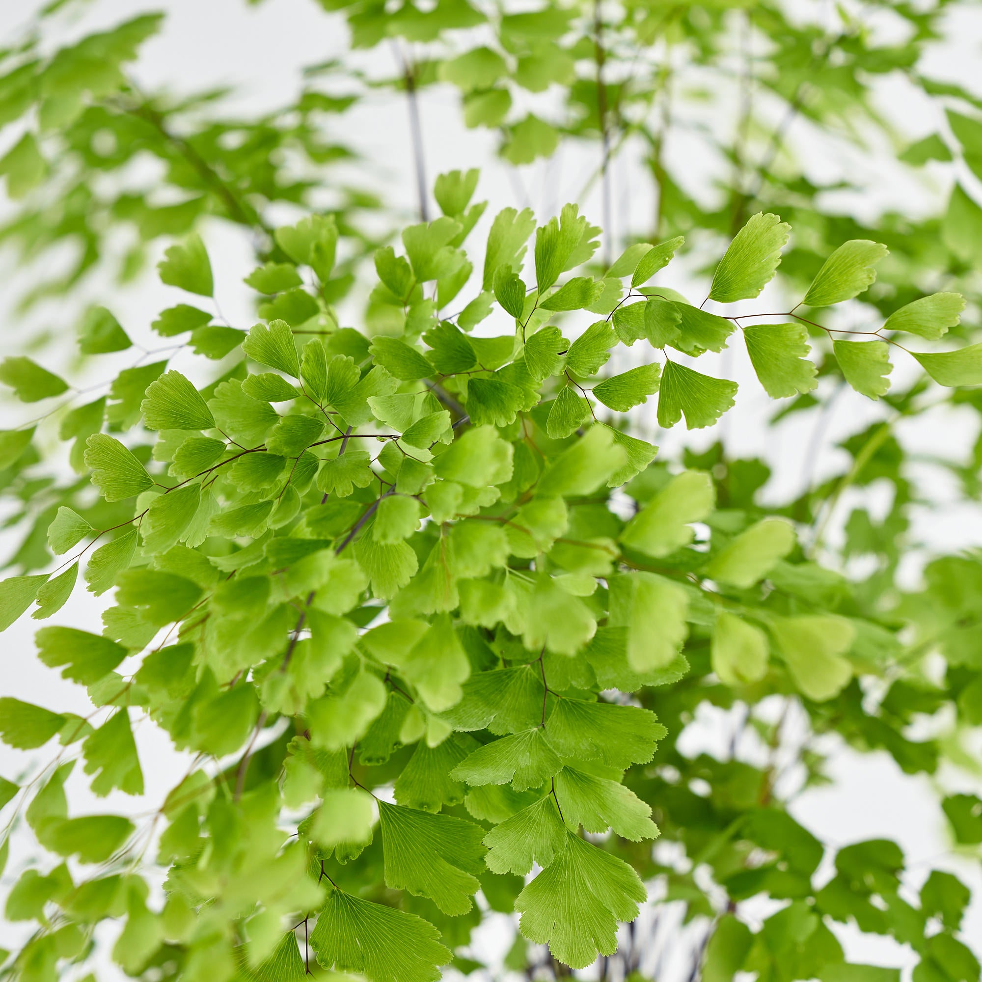 Maiden Hair Fern