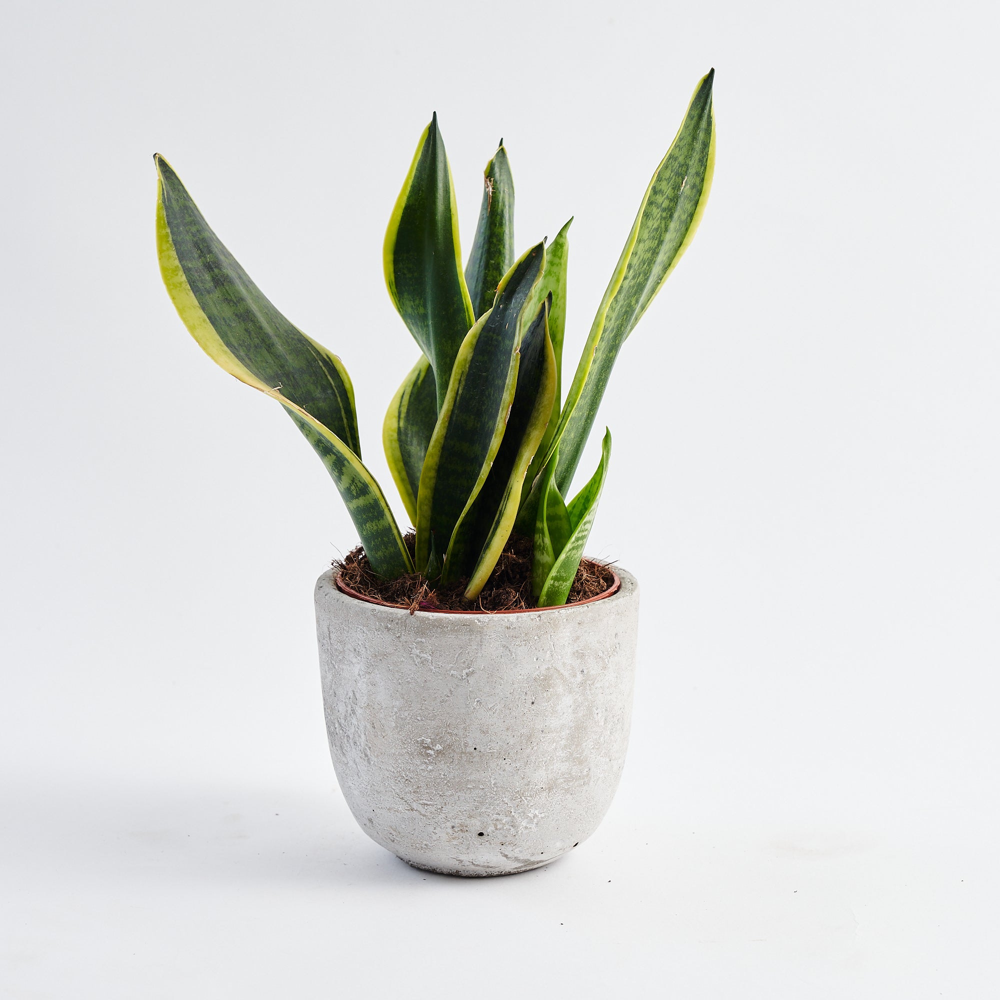 snake plant with pot online Snake plant (Sansevieria Superba)