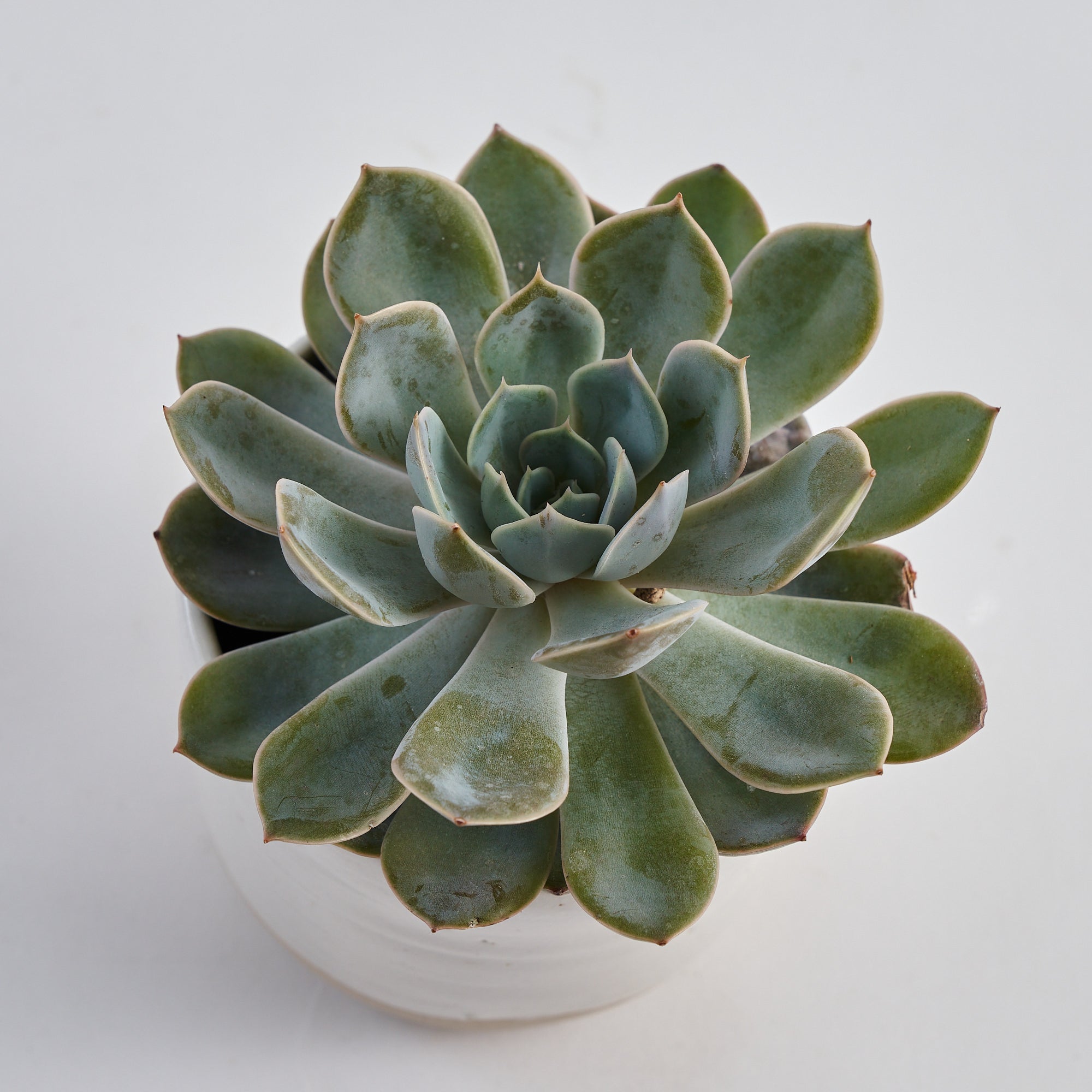 Echeveria Succulent