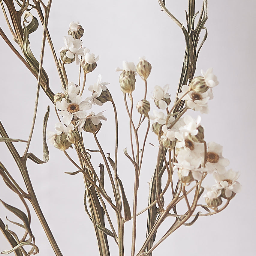 ioxanda daisy flower dried bunch