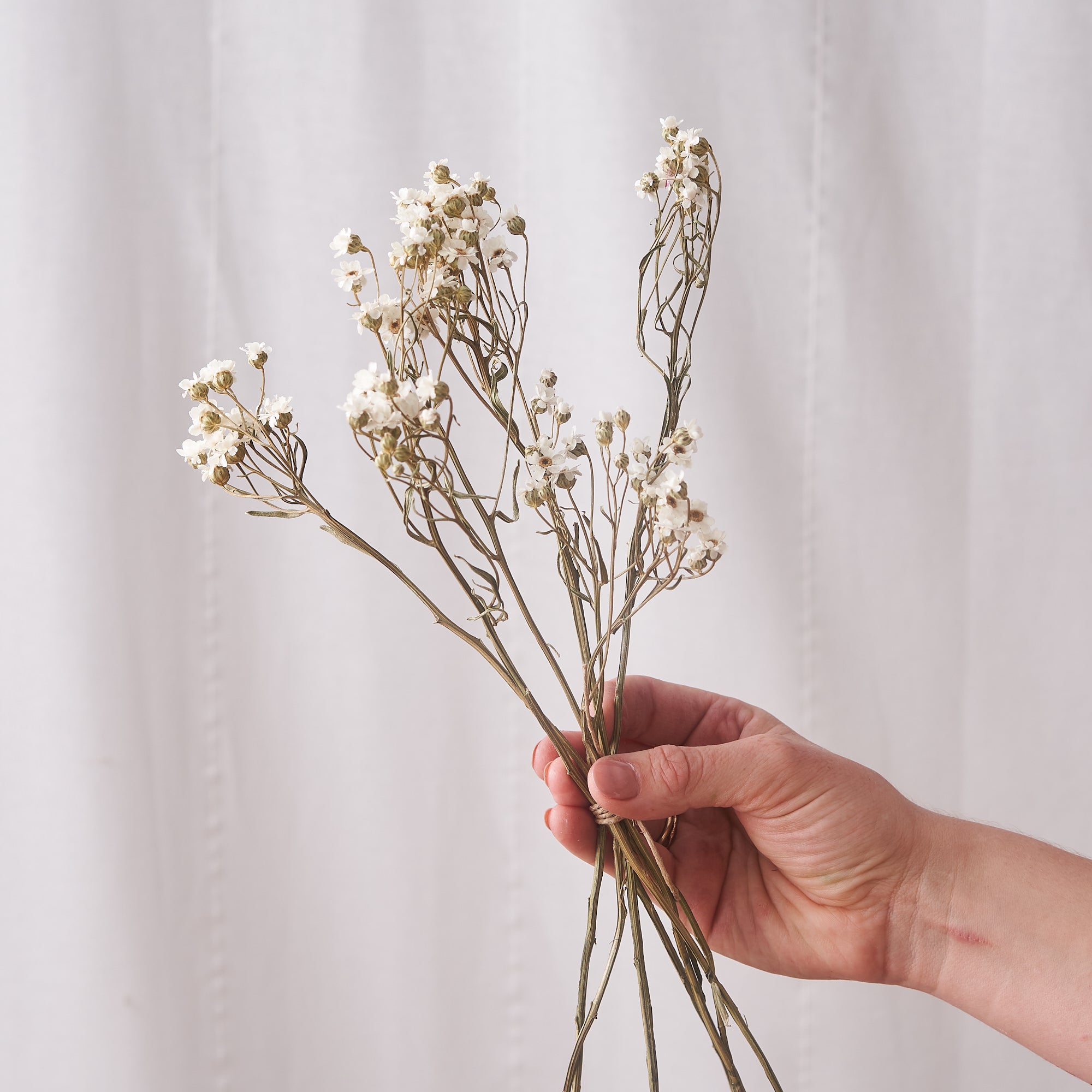 ioxanda daisy flower dried bunch