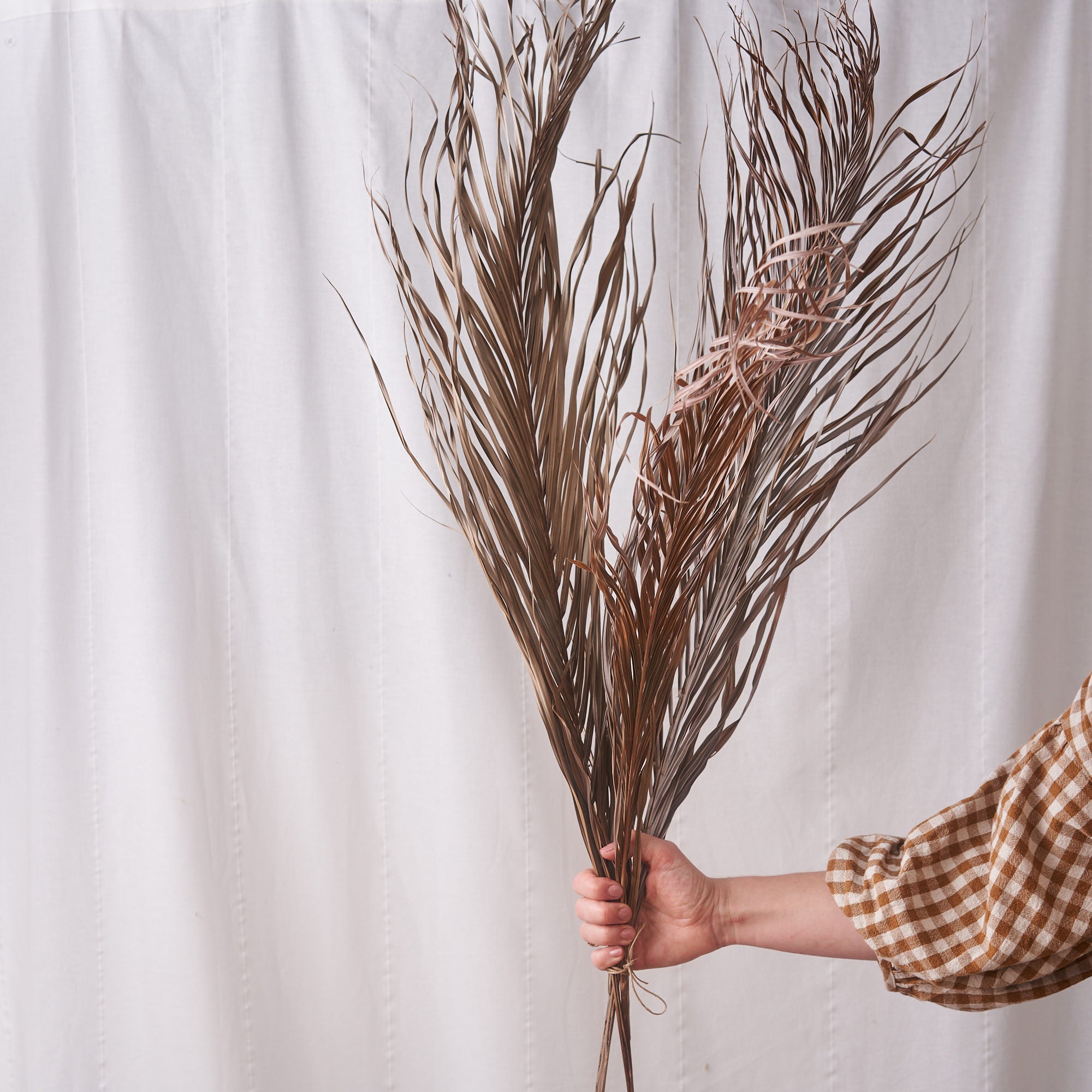 kentia palm giant dried bunch