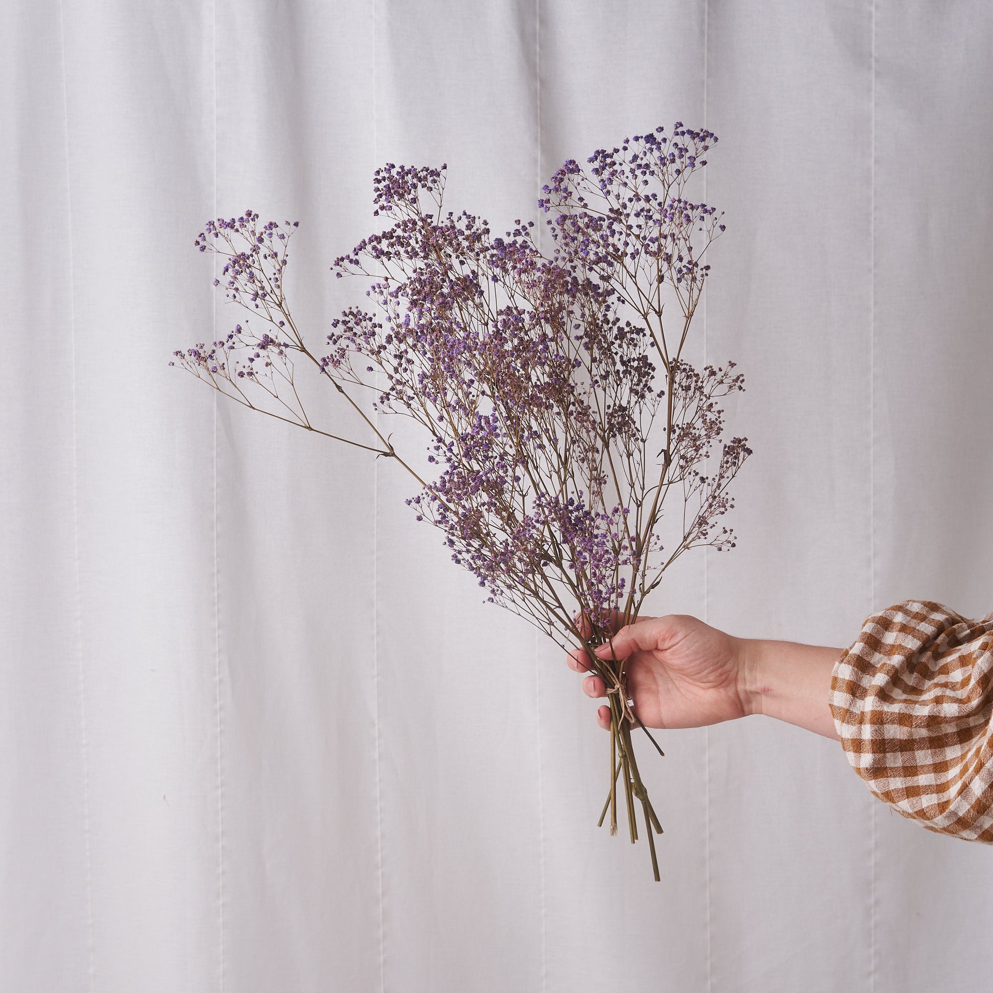 Gyp lilac dried bunch