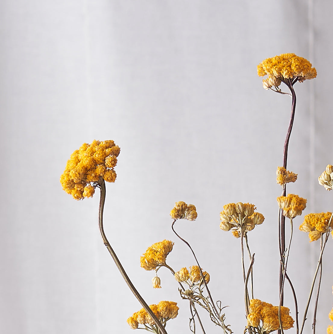 Lona dried bunch