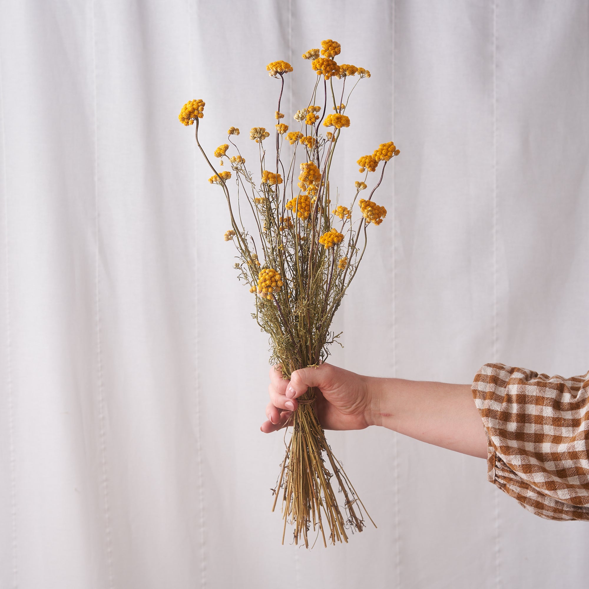 Lona dried bunch