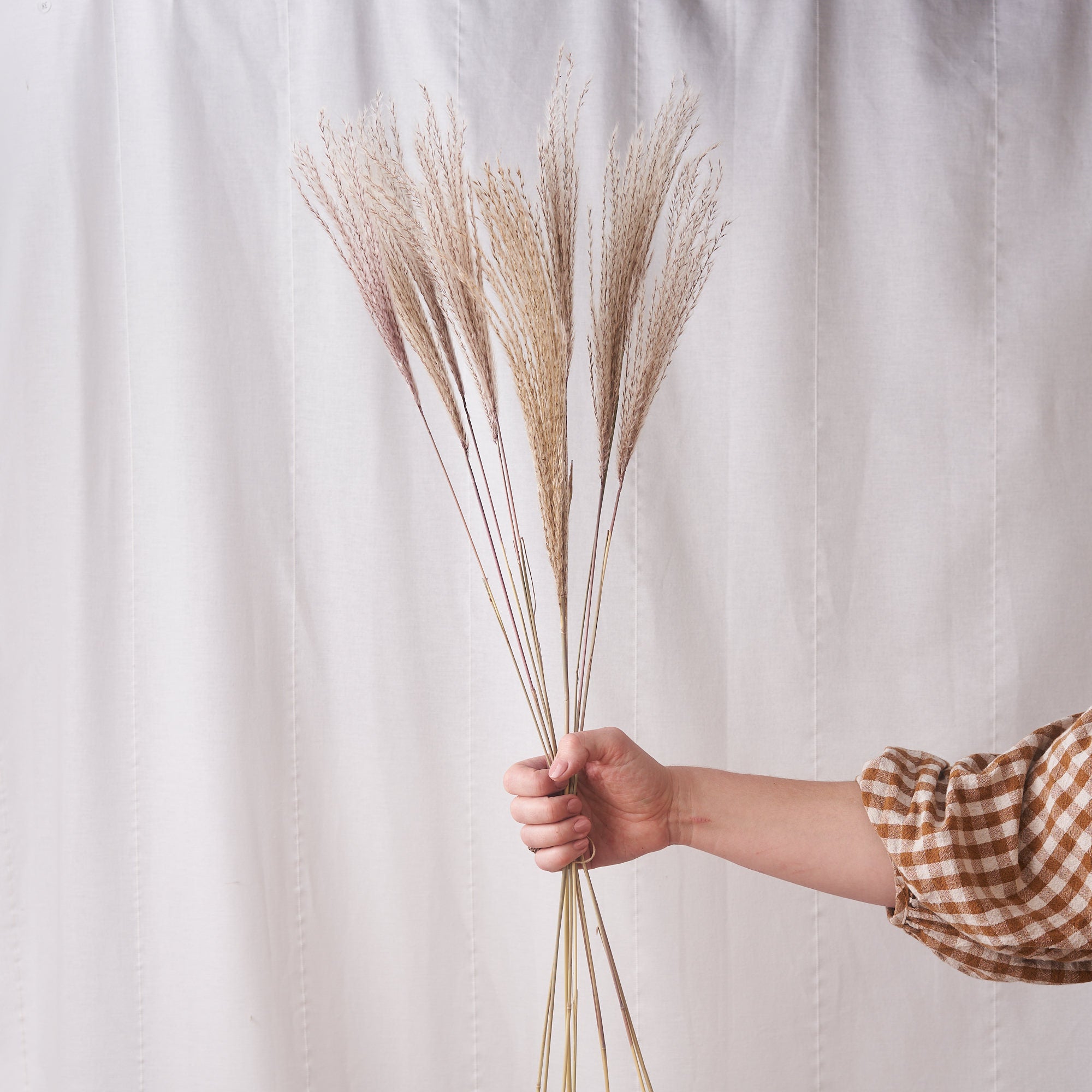 miscanthus dried bunch to order online