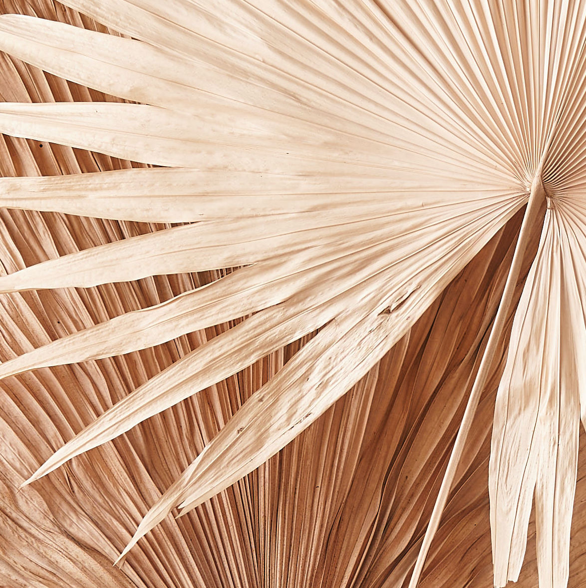 Malibu Dreamer: Fan palm large bleached