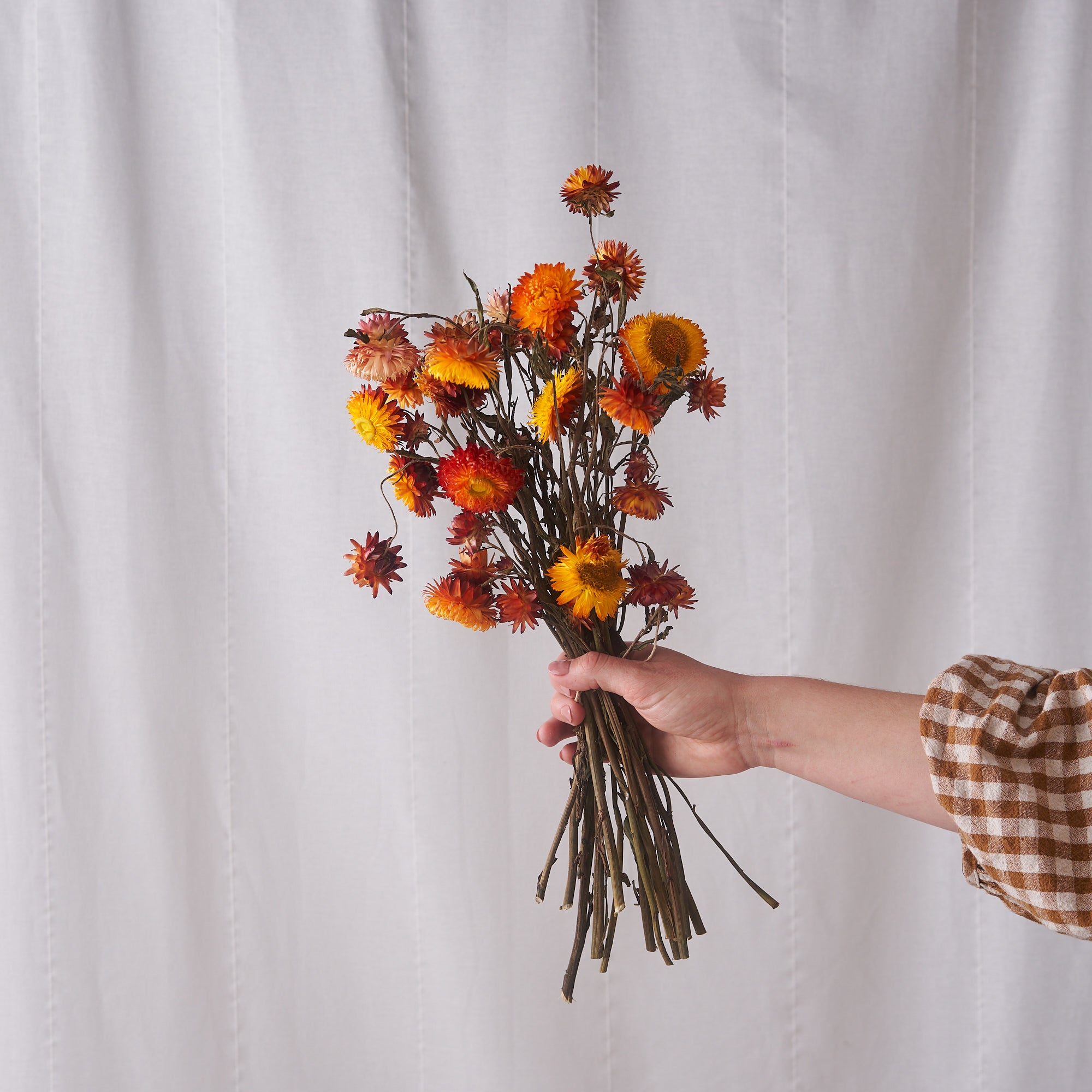 Orange straw flower dried bunch