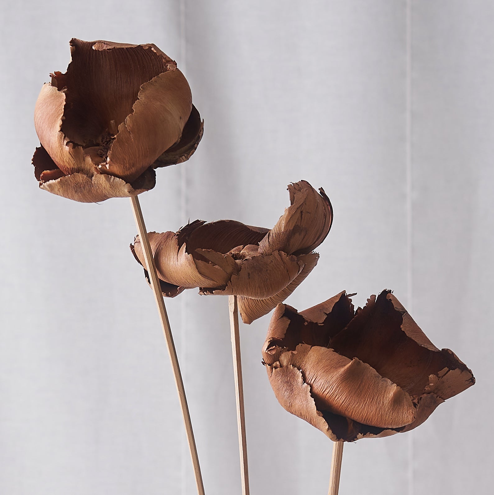 Palm cup natural dried bunch