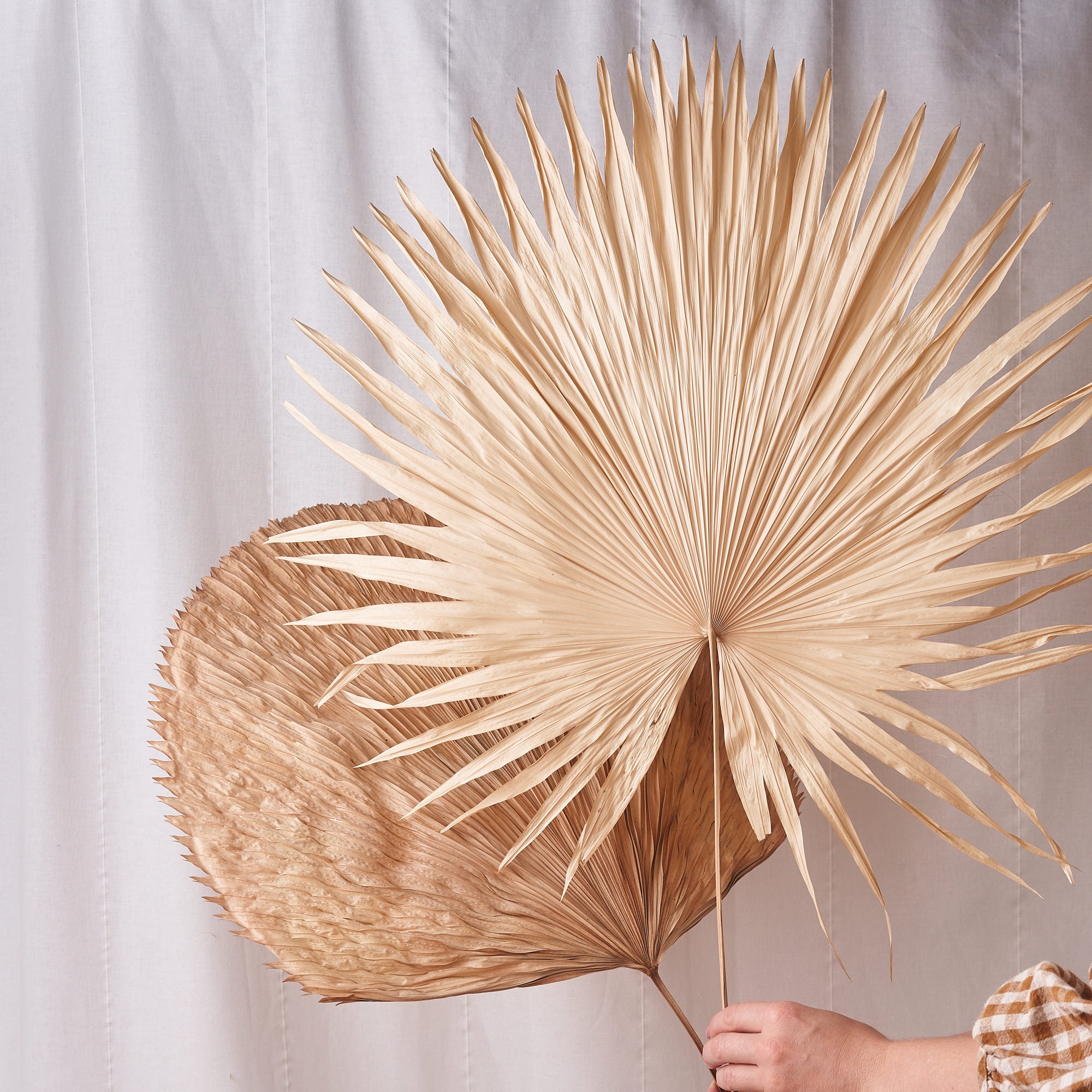 Malibu Dreamer: Fan palm large bleached