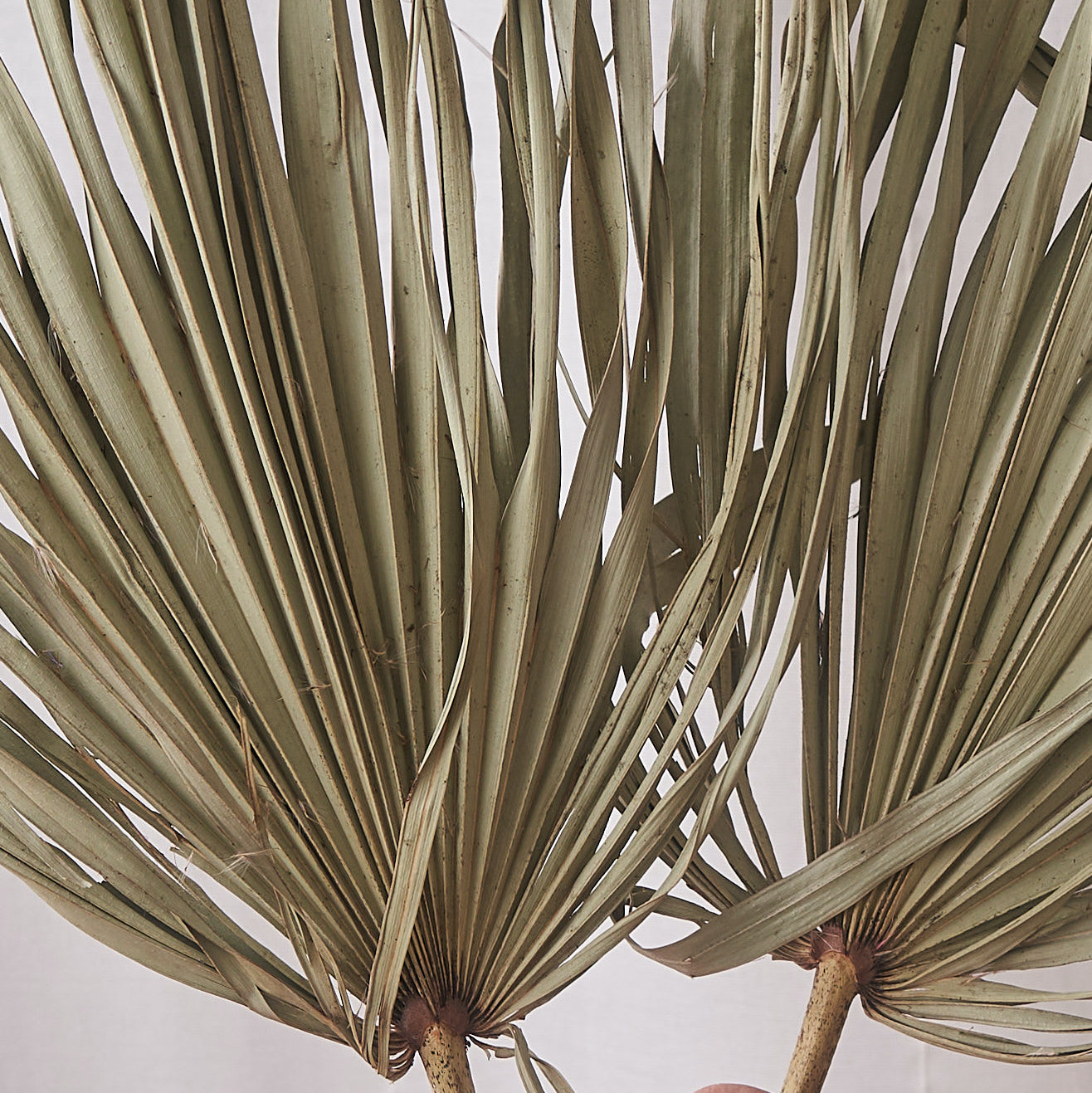 Palm wild natural dried bunch