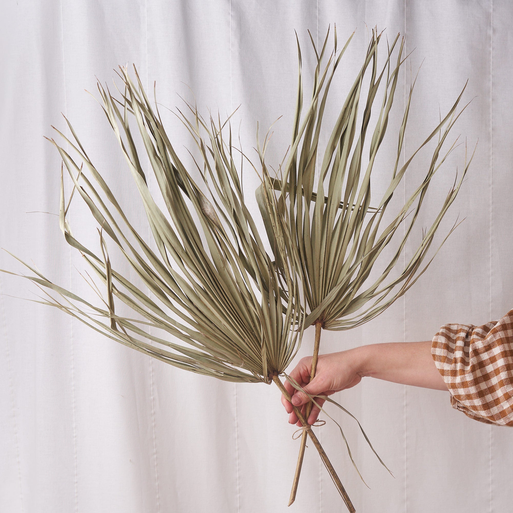 Palm wild natural dried bunch