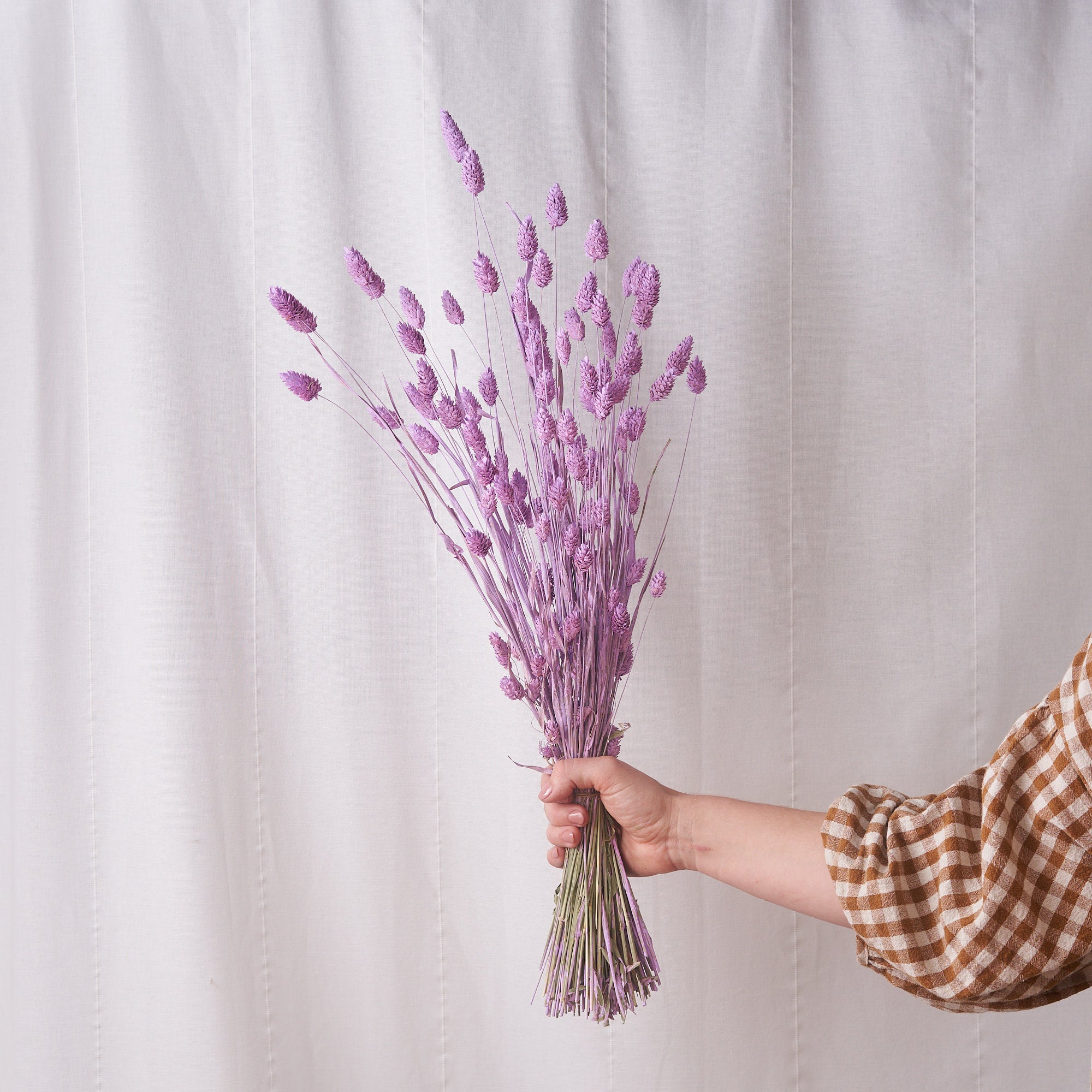 Phalaris lilac Dried bunch