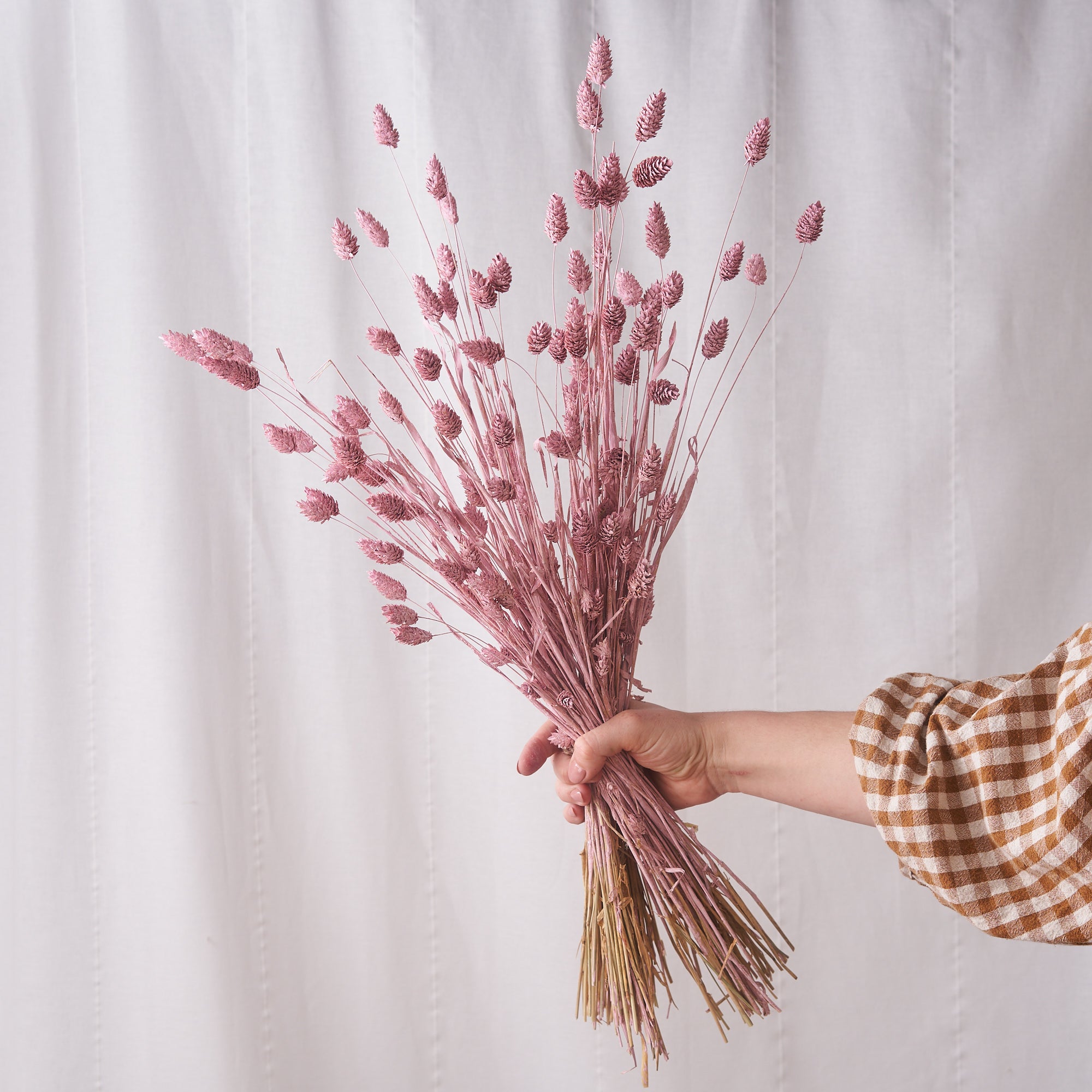 Phalaris pink white wash Dried bunch