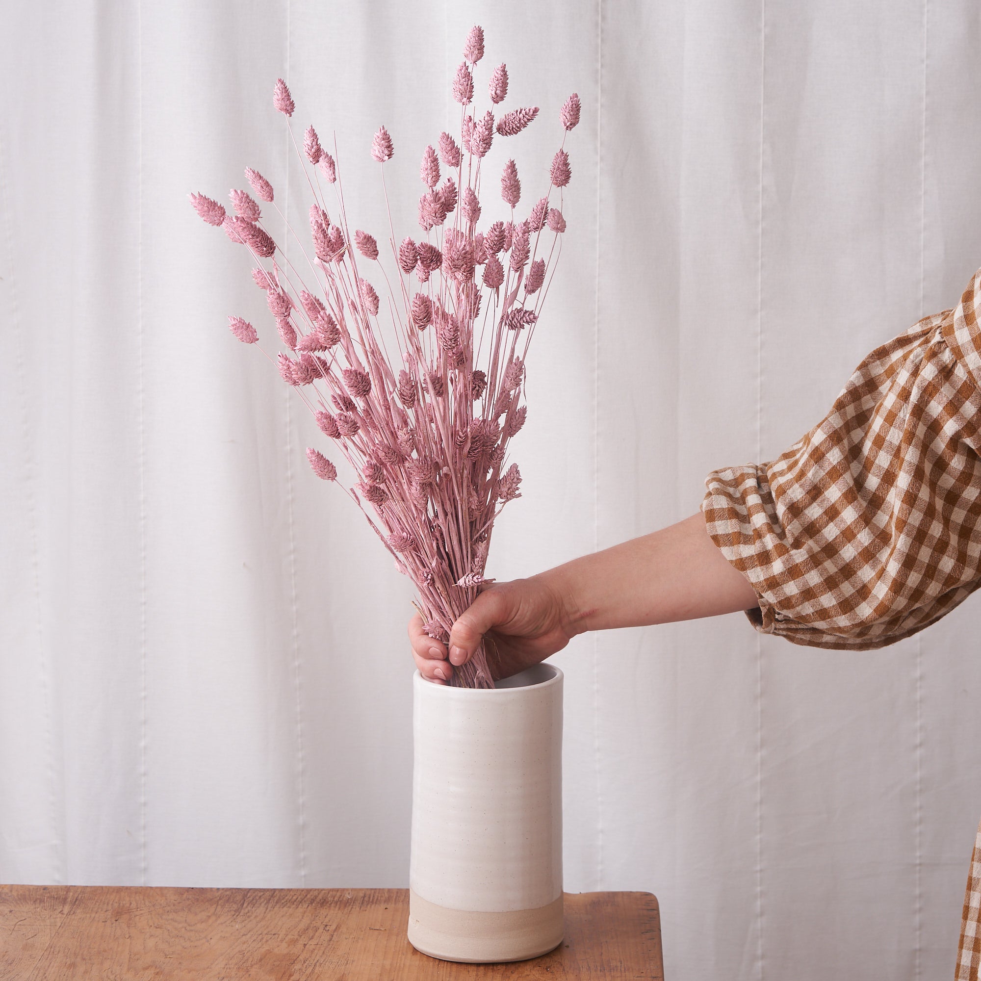 Phalaris pink white wash Dried bunch