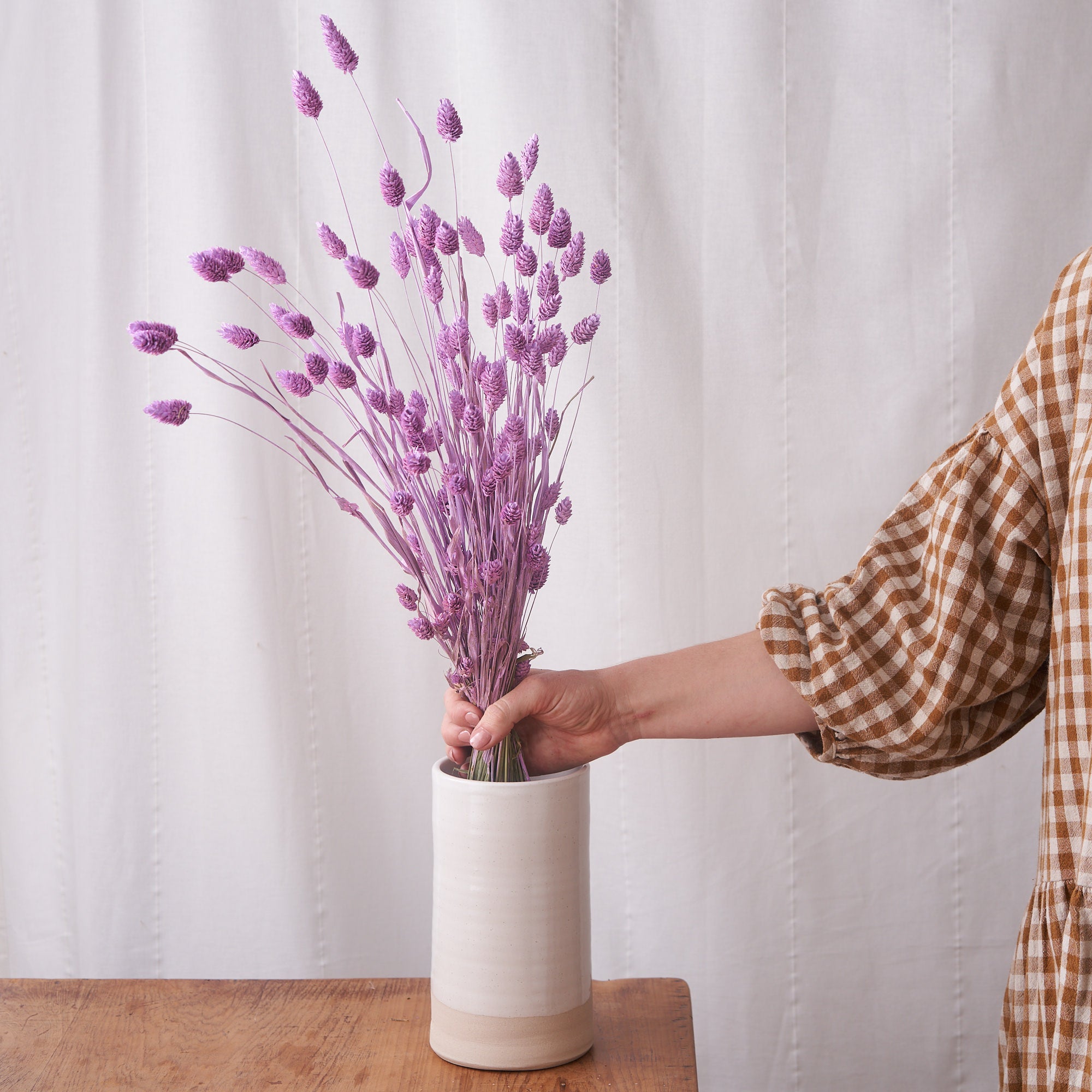 Phalaris lilac Dried bunch