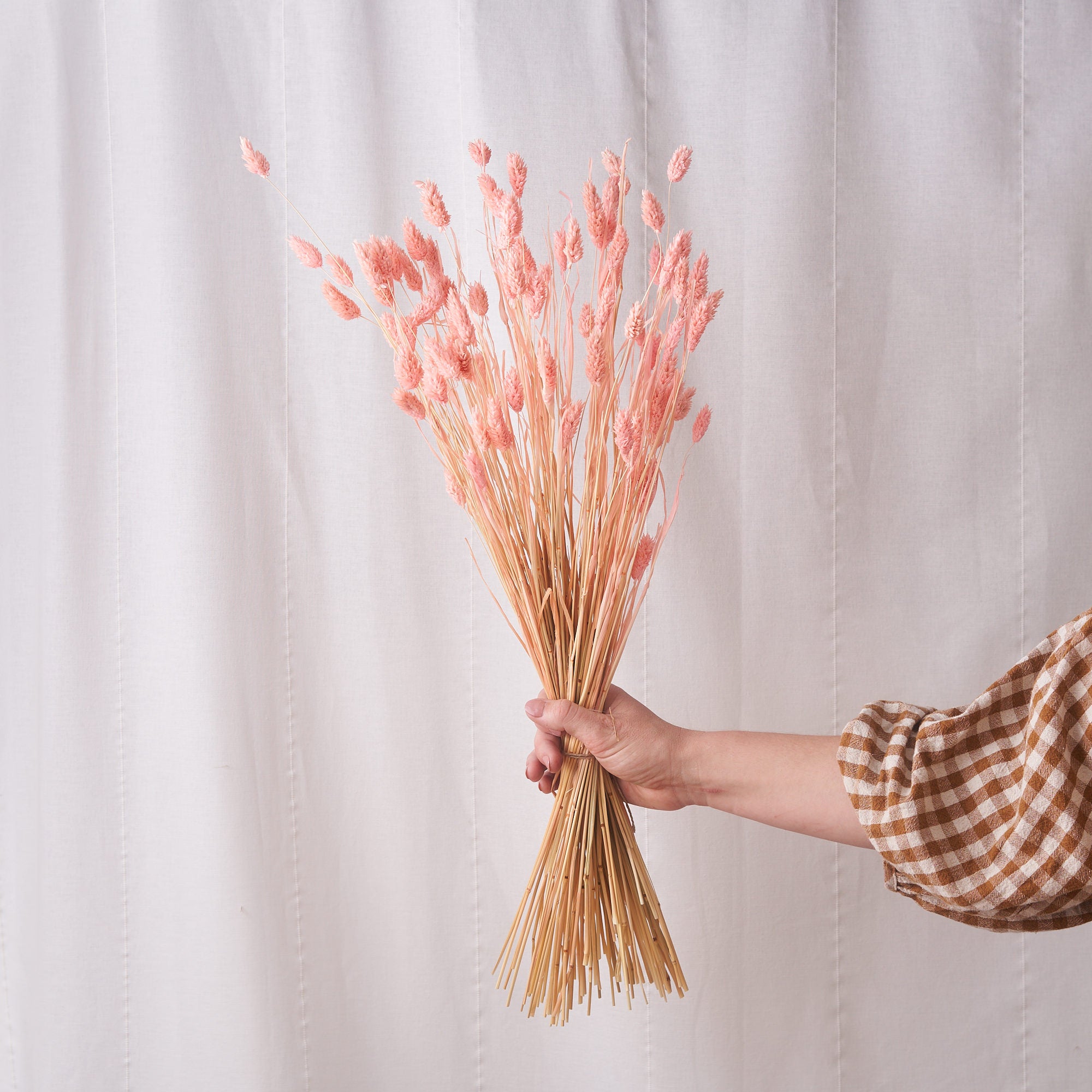 Phalaris soft pink dried bunch