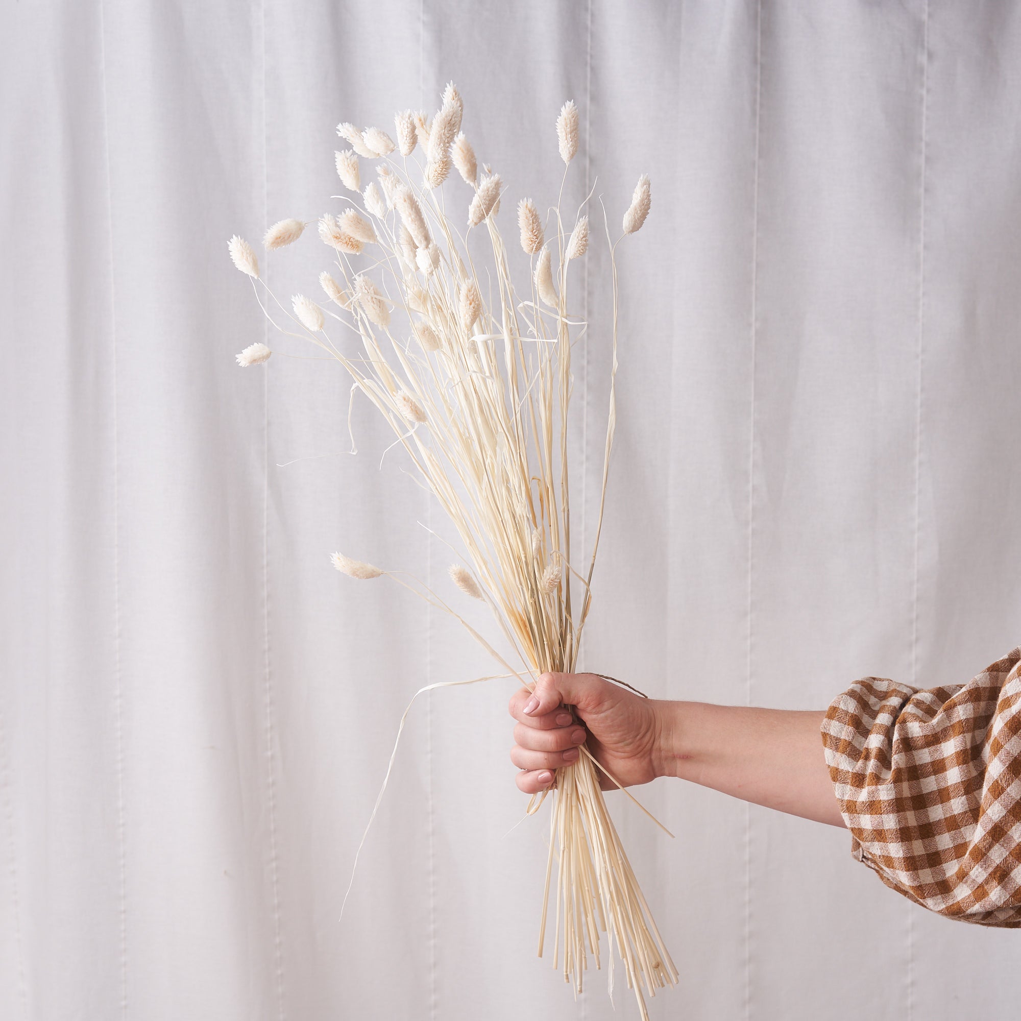 Phalaris dried flowers white wash