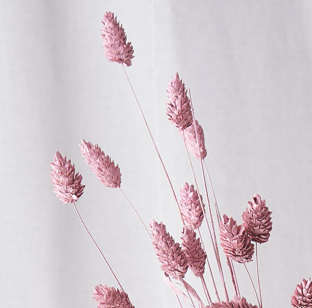 Phalaris pink white wash Dried bunch