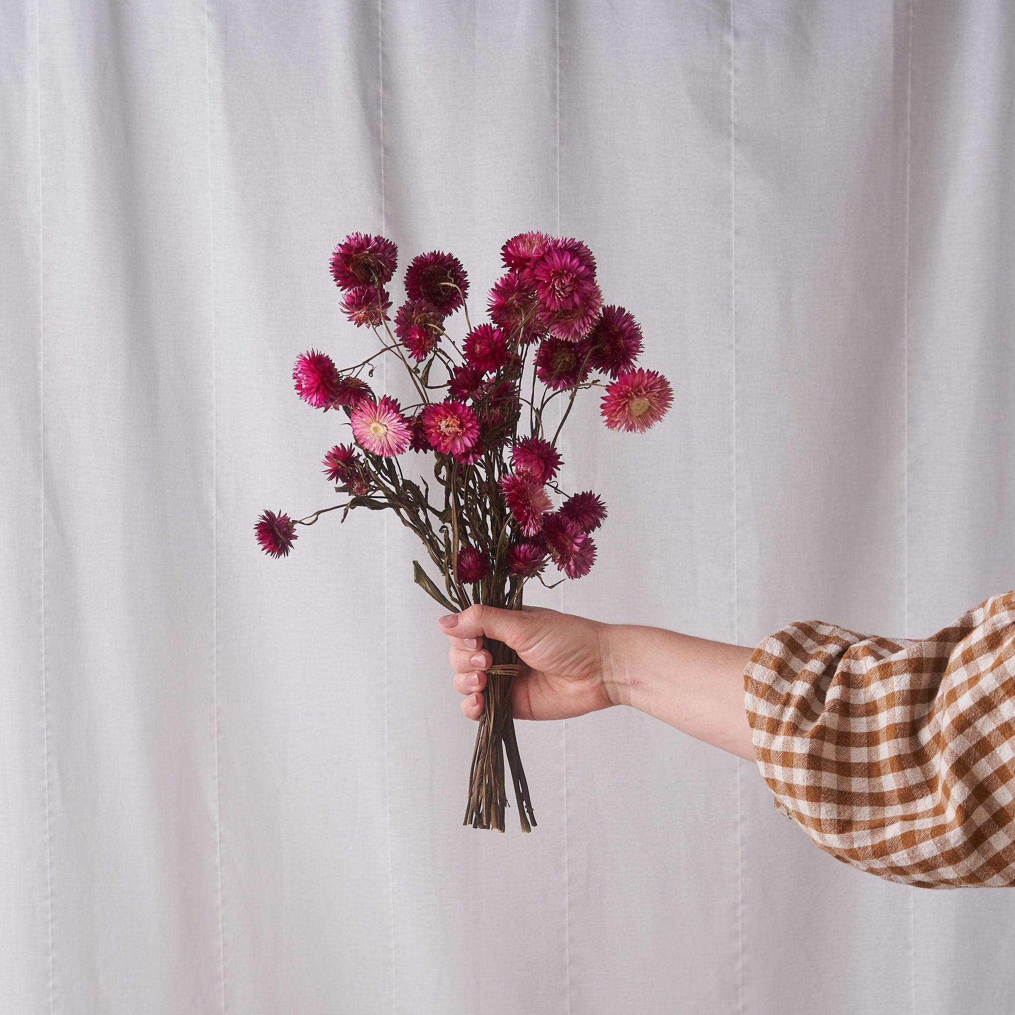 Pink straw flower dried bunch