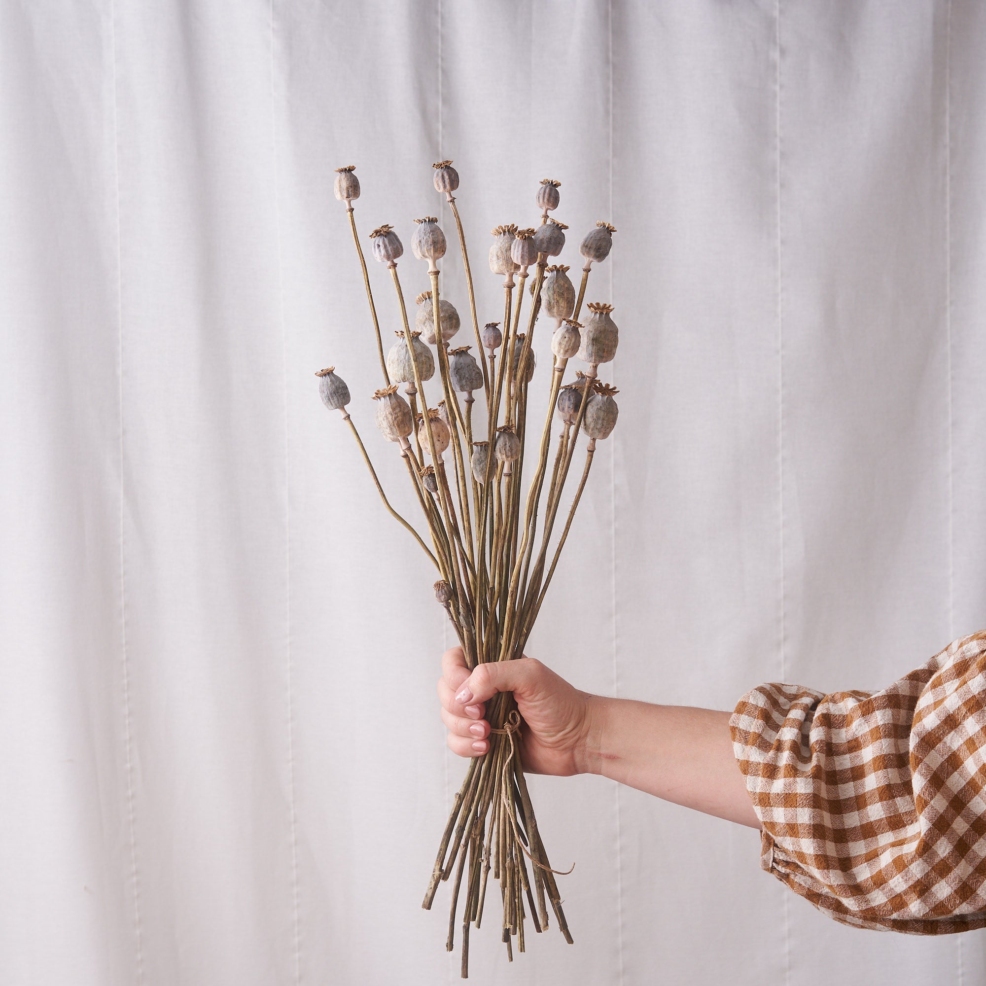 Poppy dried bunch: natural seed heads