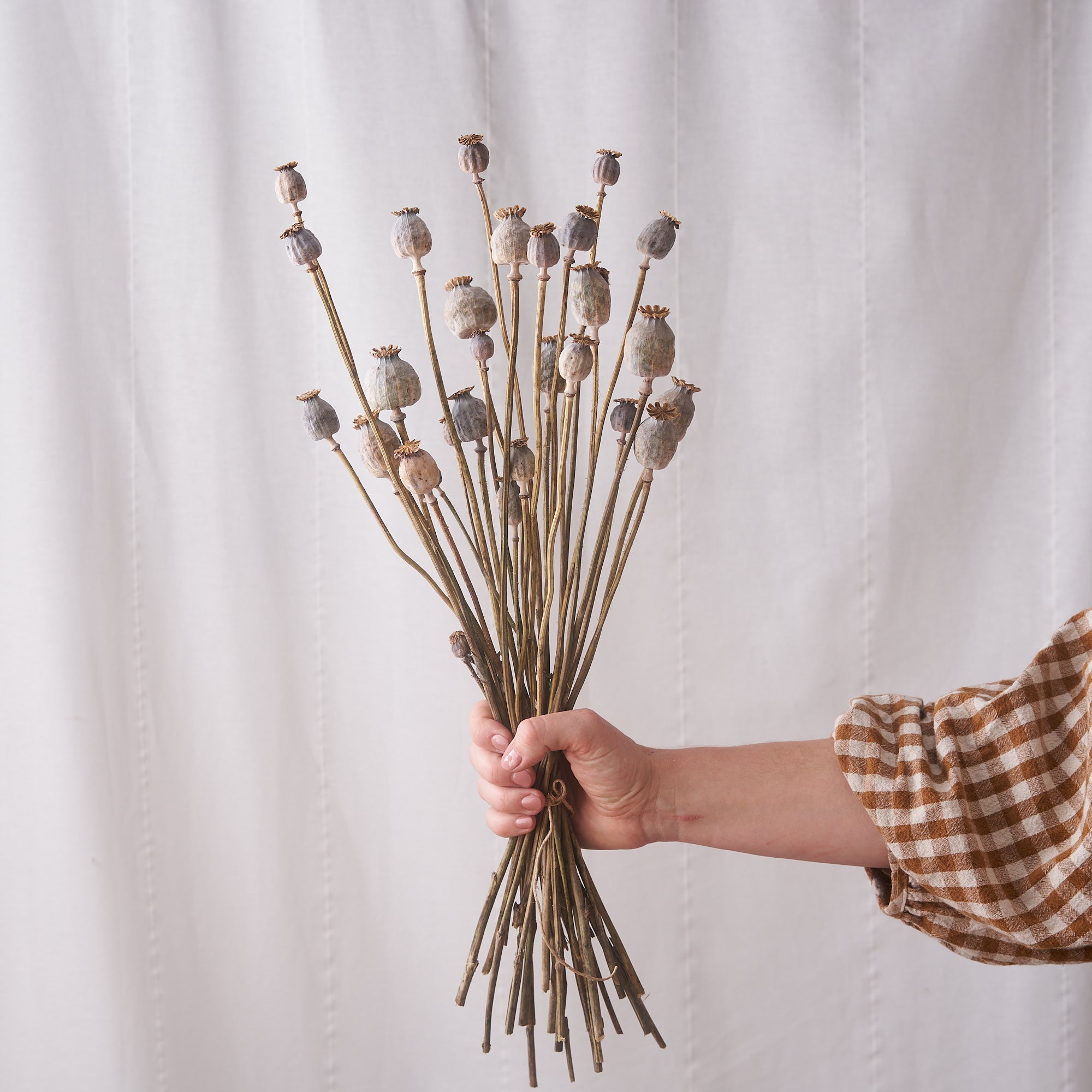 Poppy dried bunch: natural seed heads