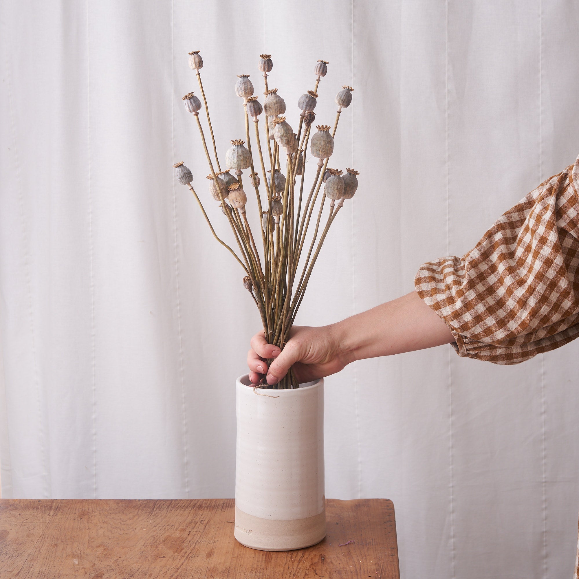 Poppy dried bunch: natural seed heads