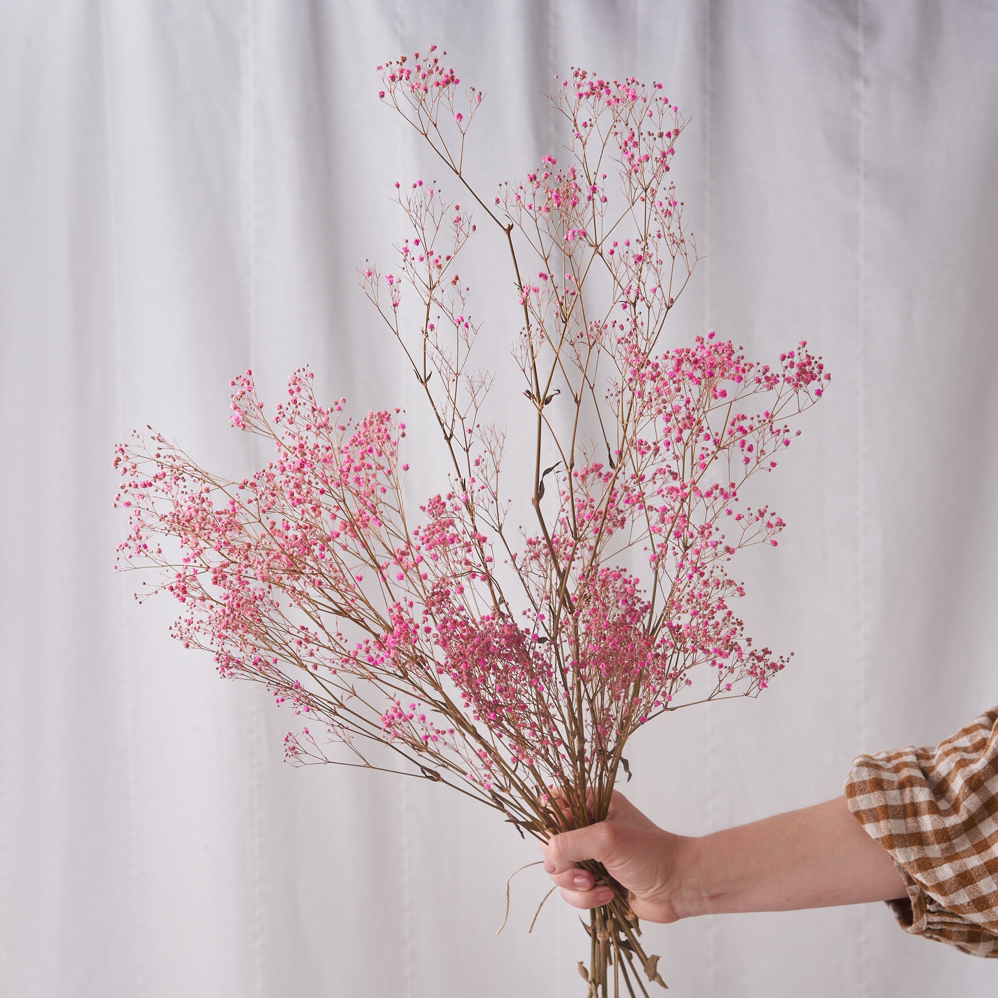 pink gyp dried bunch