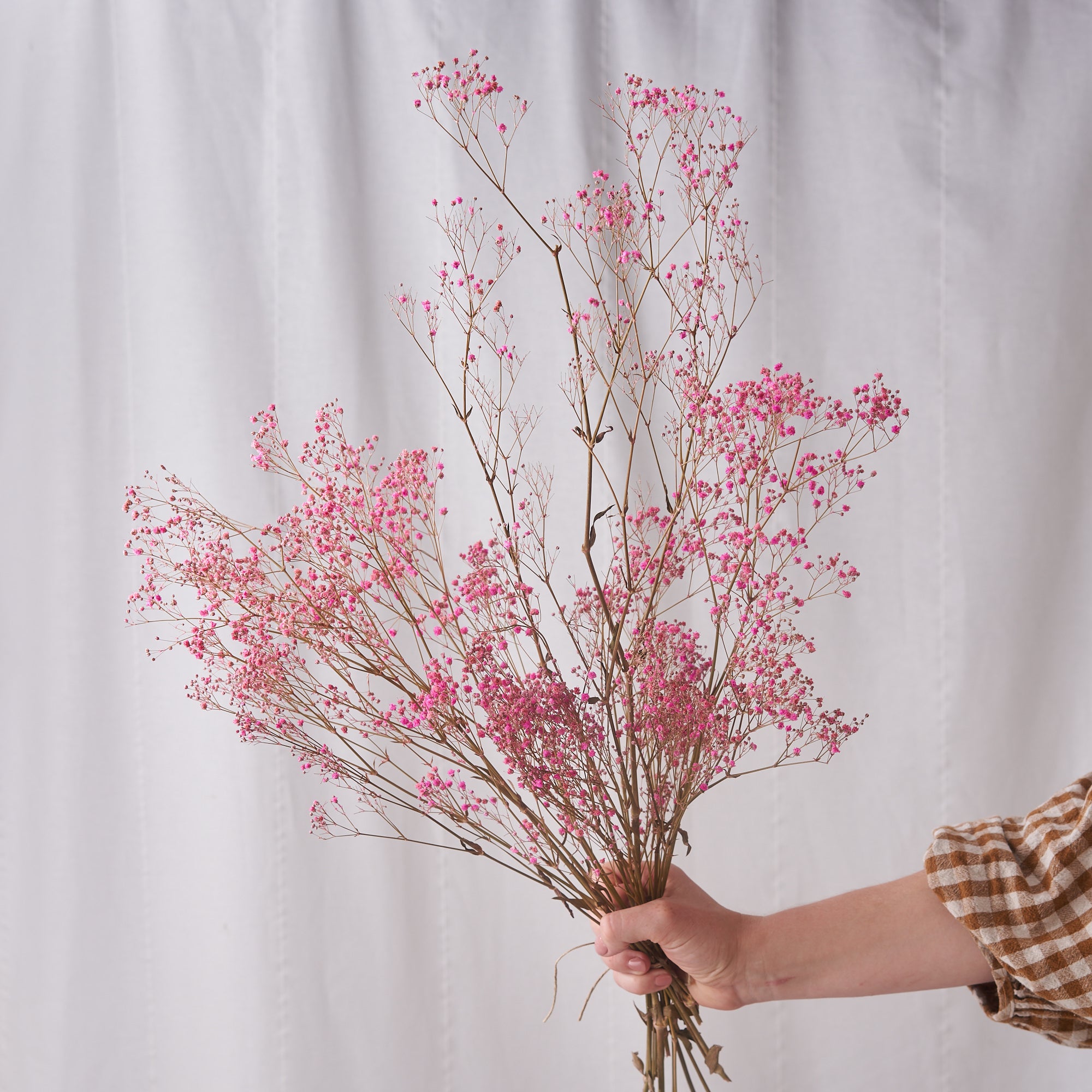 Pink Gypsophilia Dried bunch