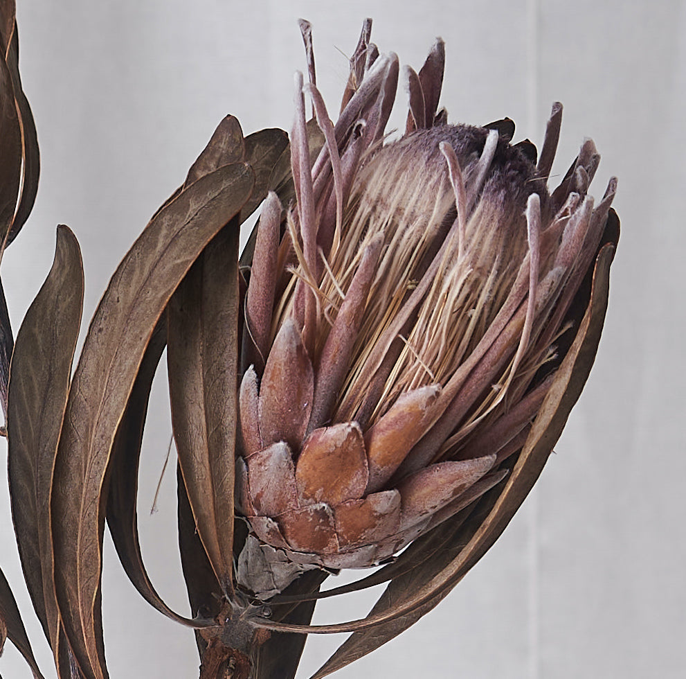 Protea Dried bunch