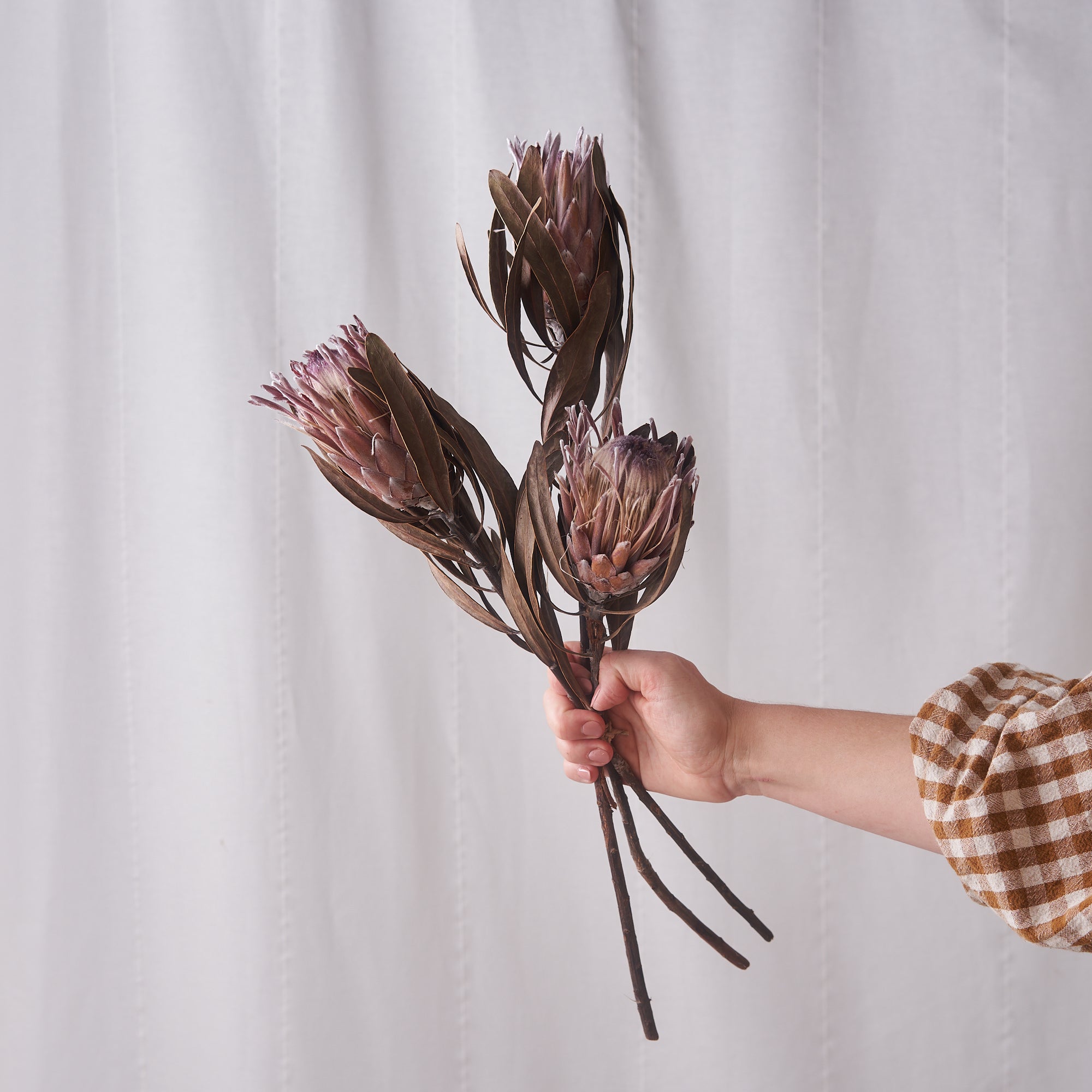 Protea Dried bunch