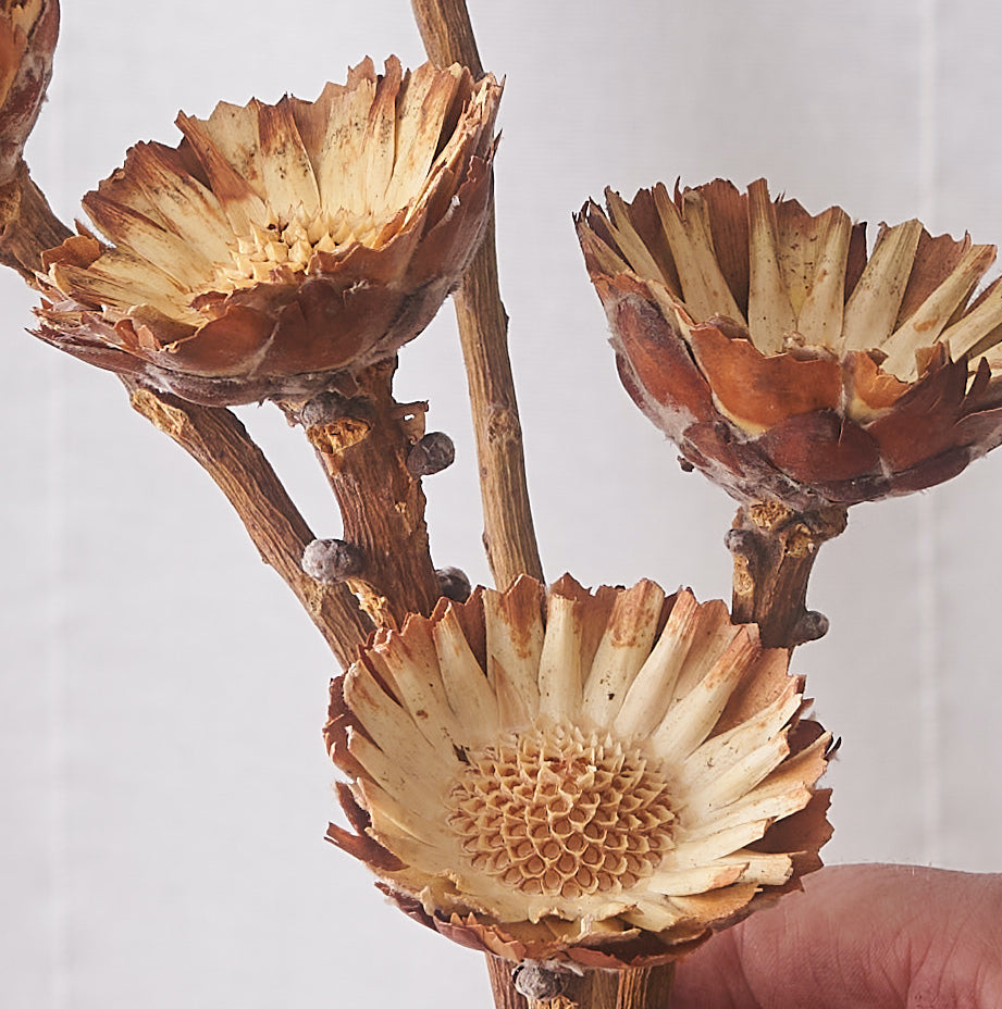 bunch of 5 dried protea heads