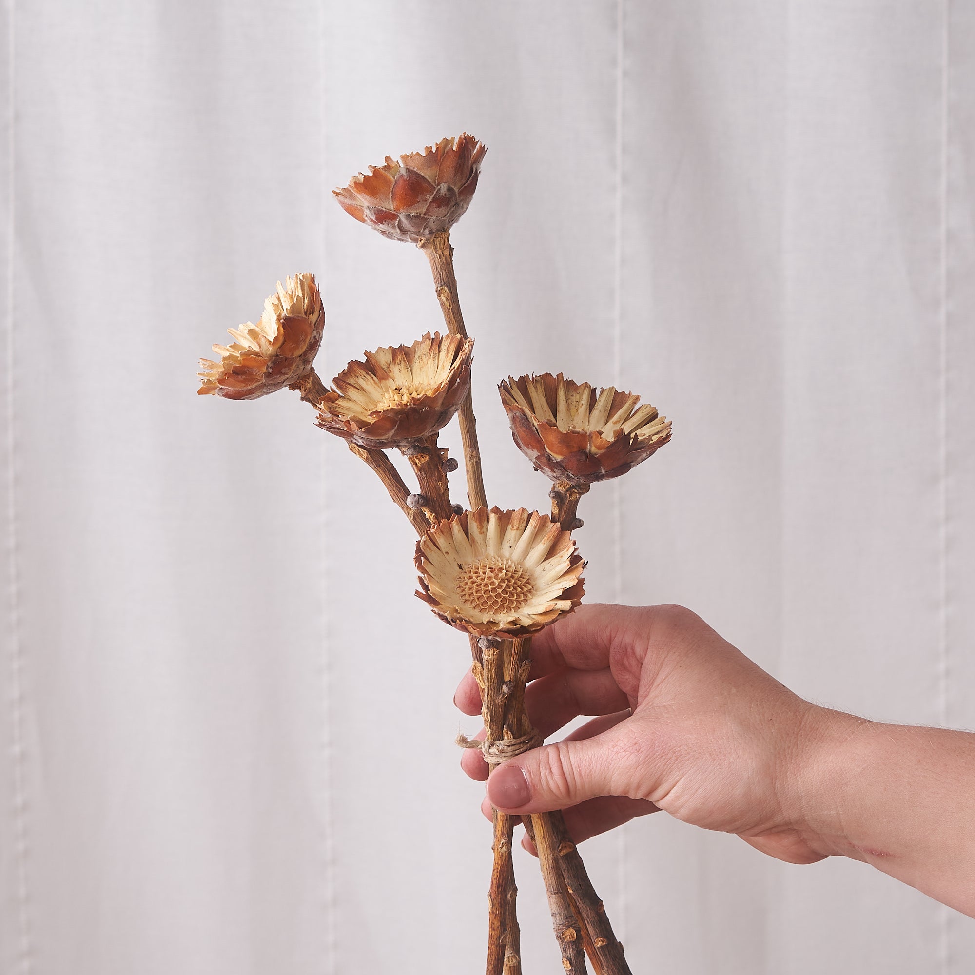 bunch of 5 dried protea heads